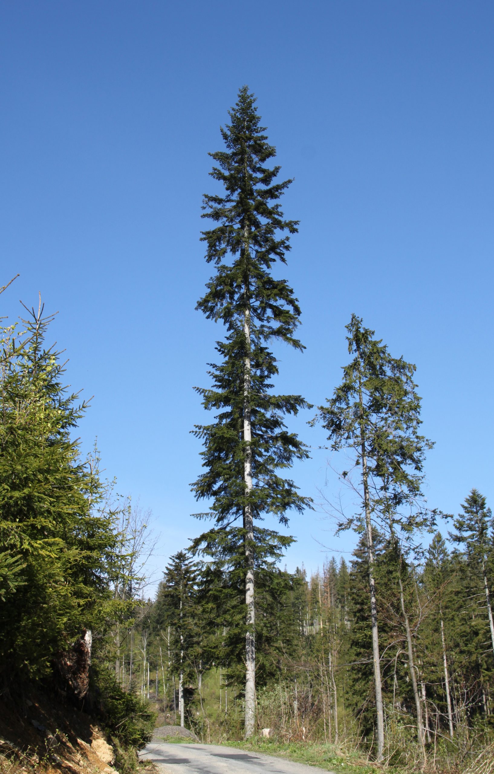 Abeto blanco: la conífera longeva de los bosques montanos