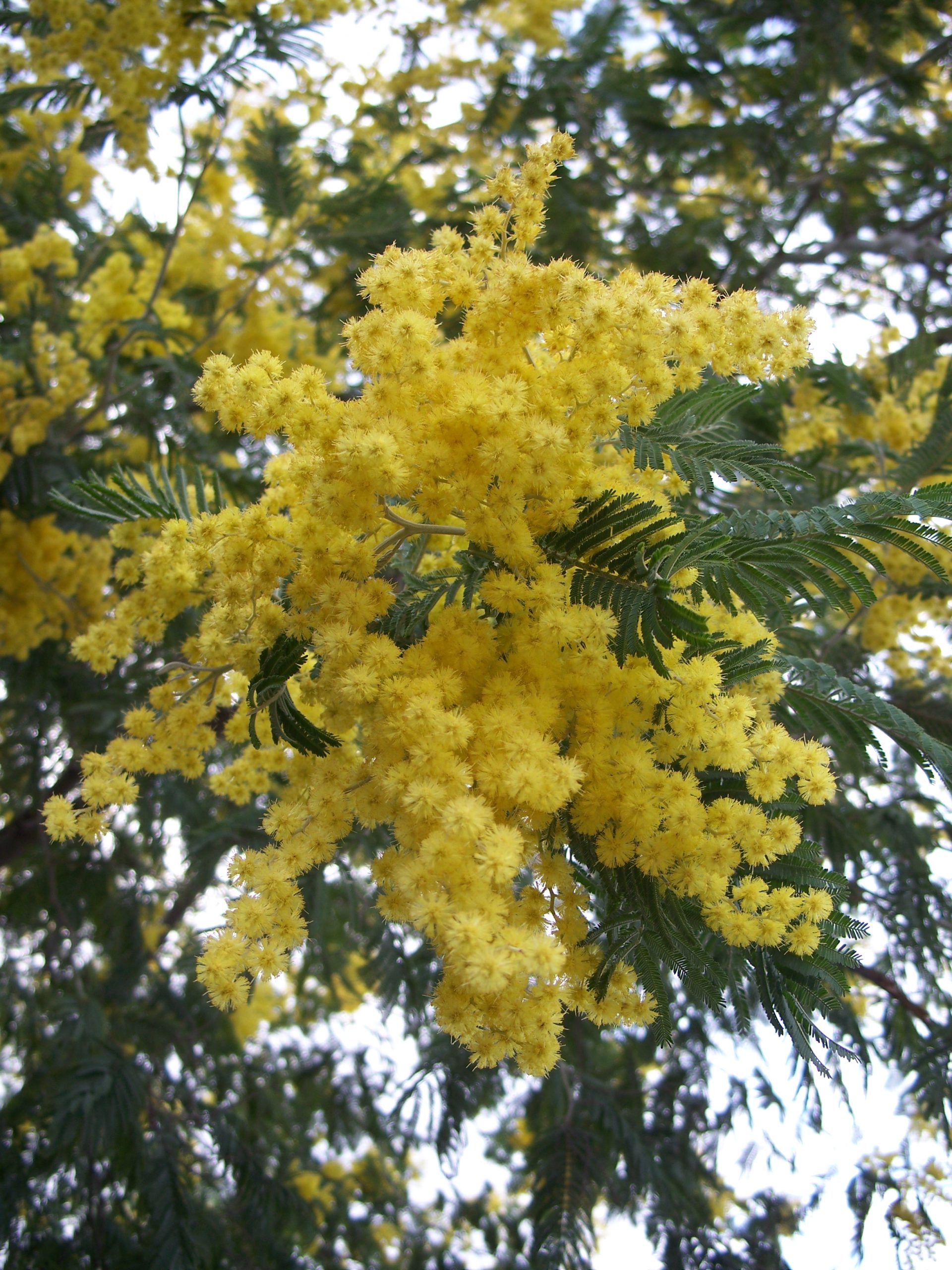 Mimosa: el árbol amarillo símbolo del Día de la Mujer