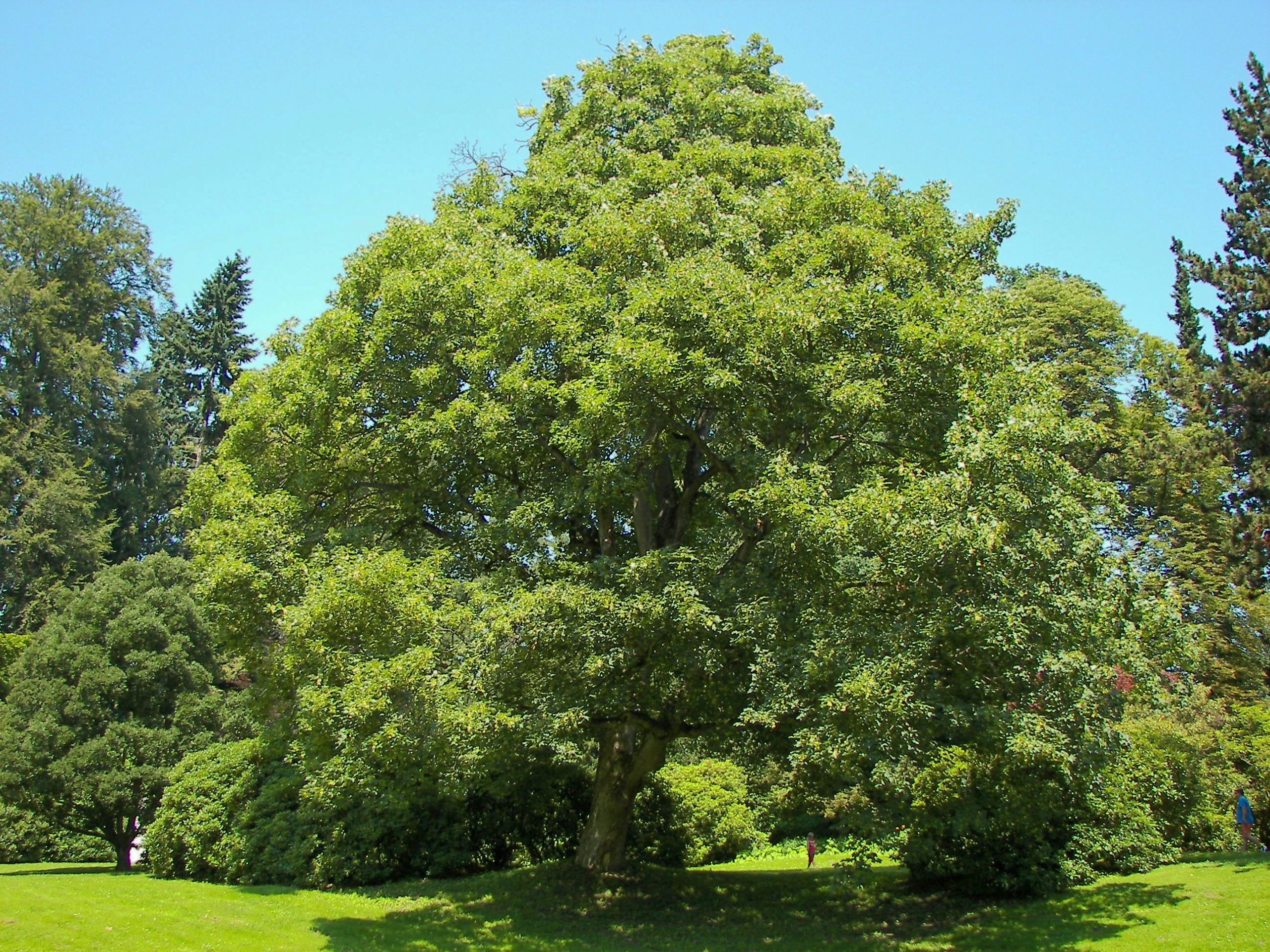 Acero di monte: caratteristiche, coltivazione e foliage