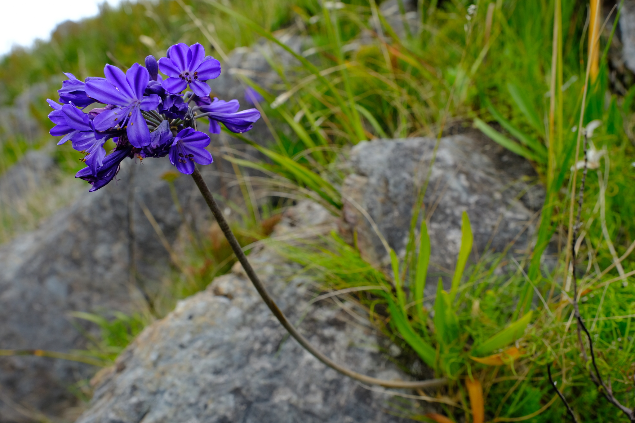 Agapanthus: How to Grow African Lily in Pots and Borders
