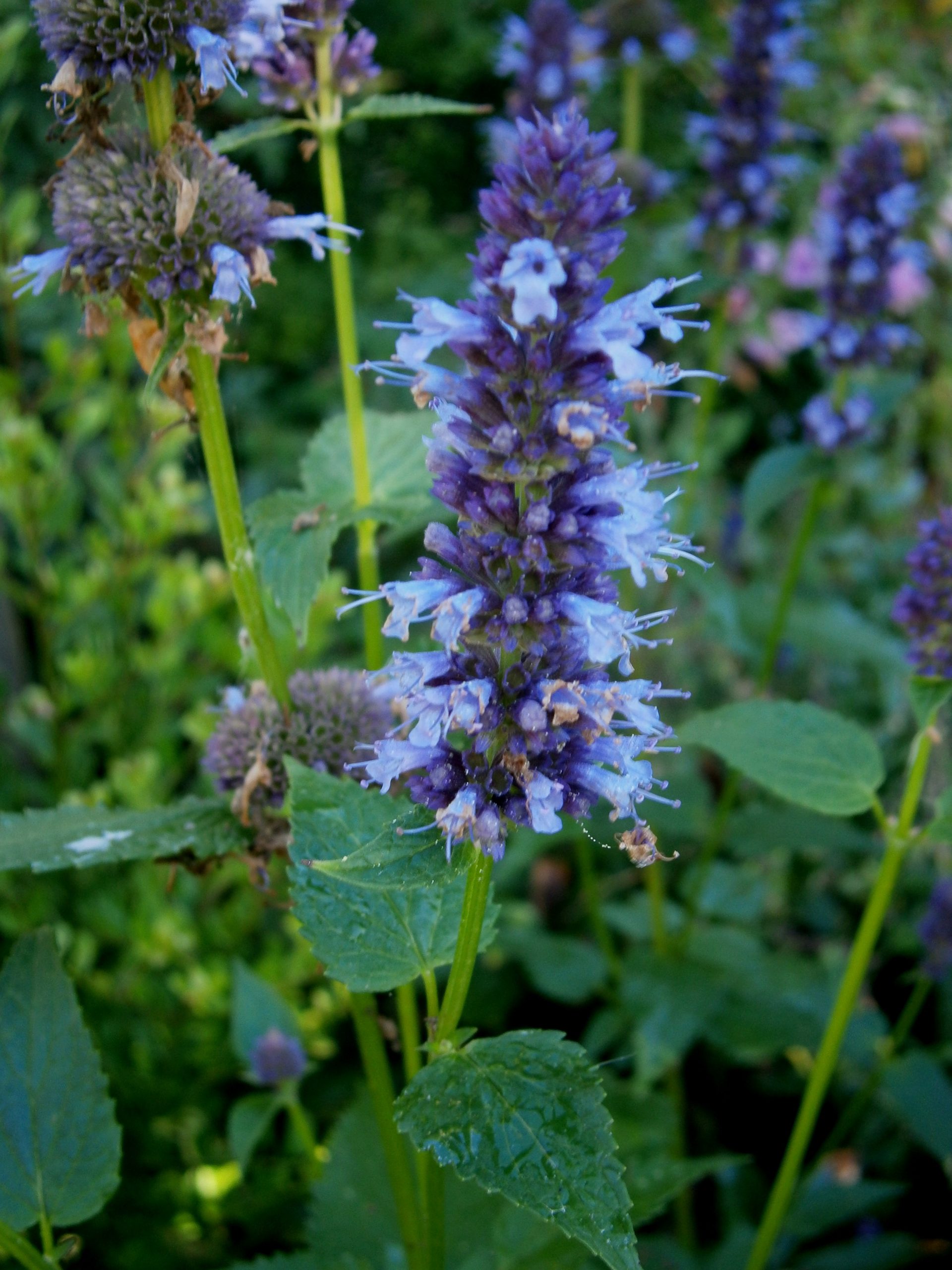 Anis-Ysop: Pflege der Agastache foeniculum