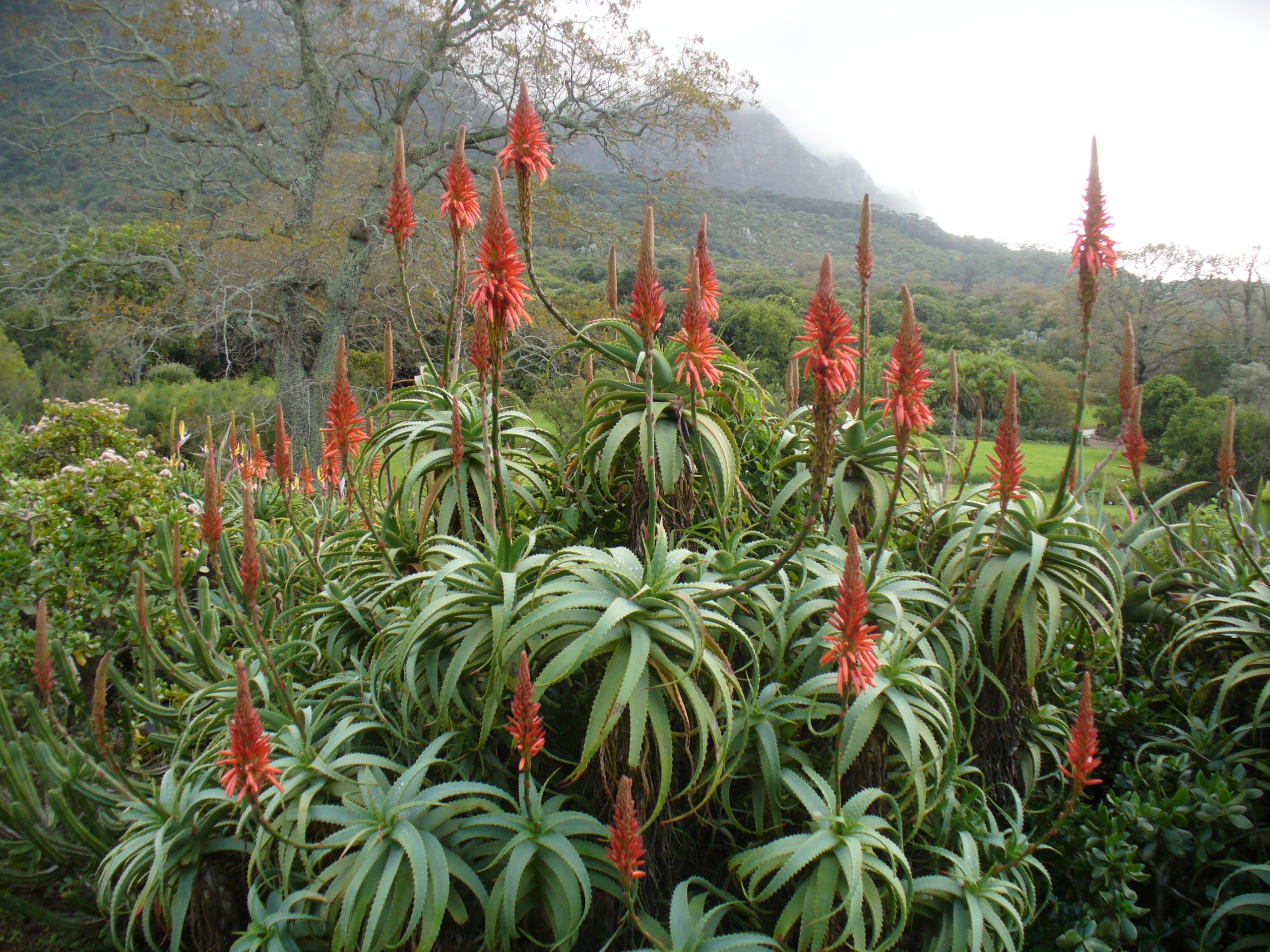 Aloès candélabre : entretien de l Aloe arborescens