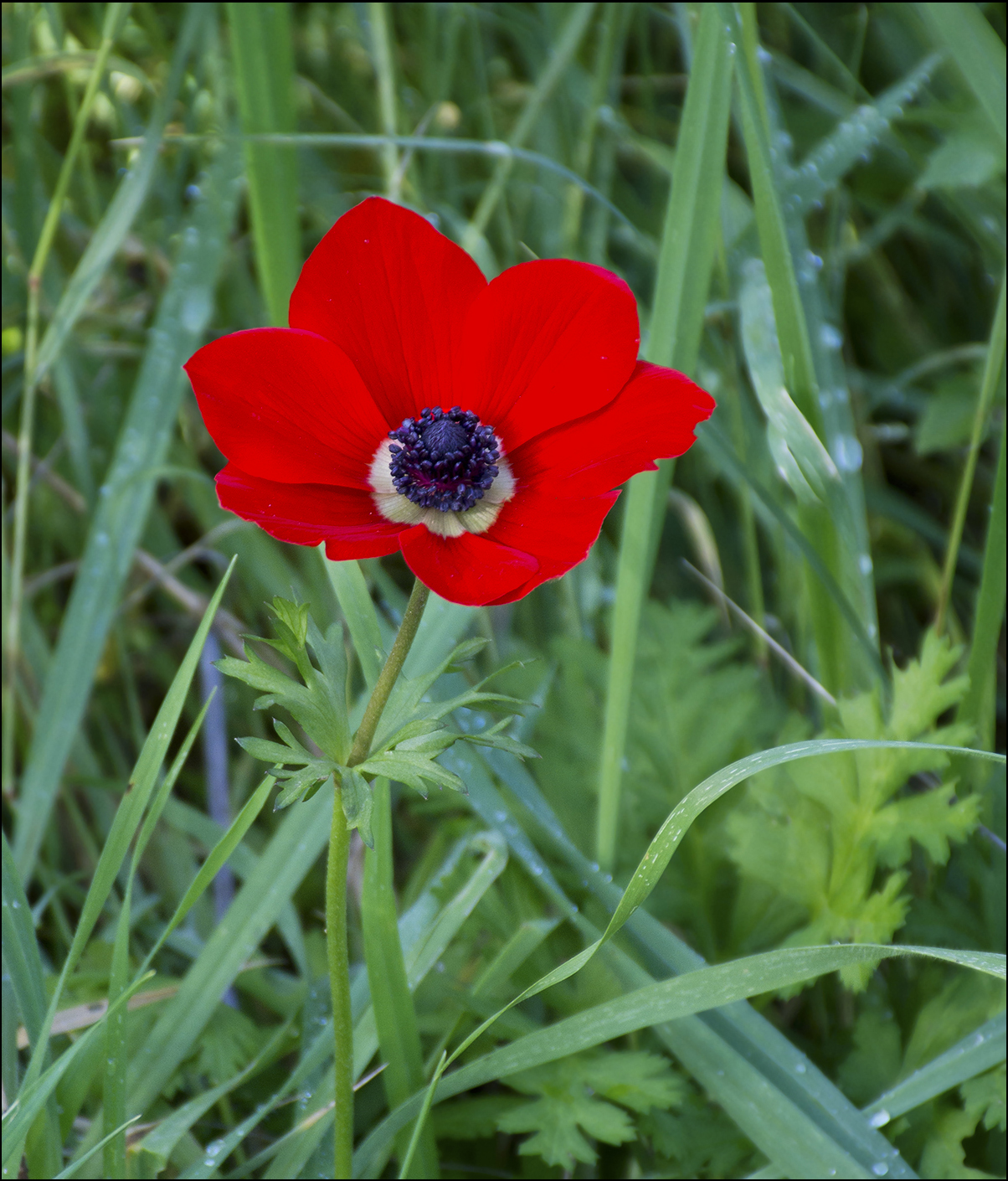 Anemone: coltivazione del fiore primaverile