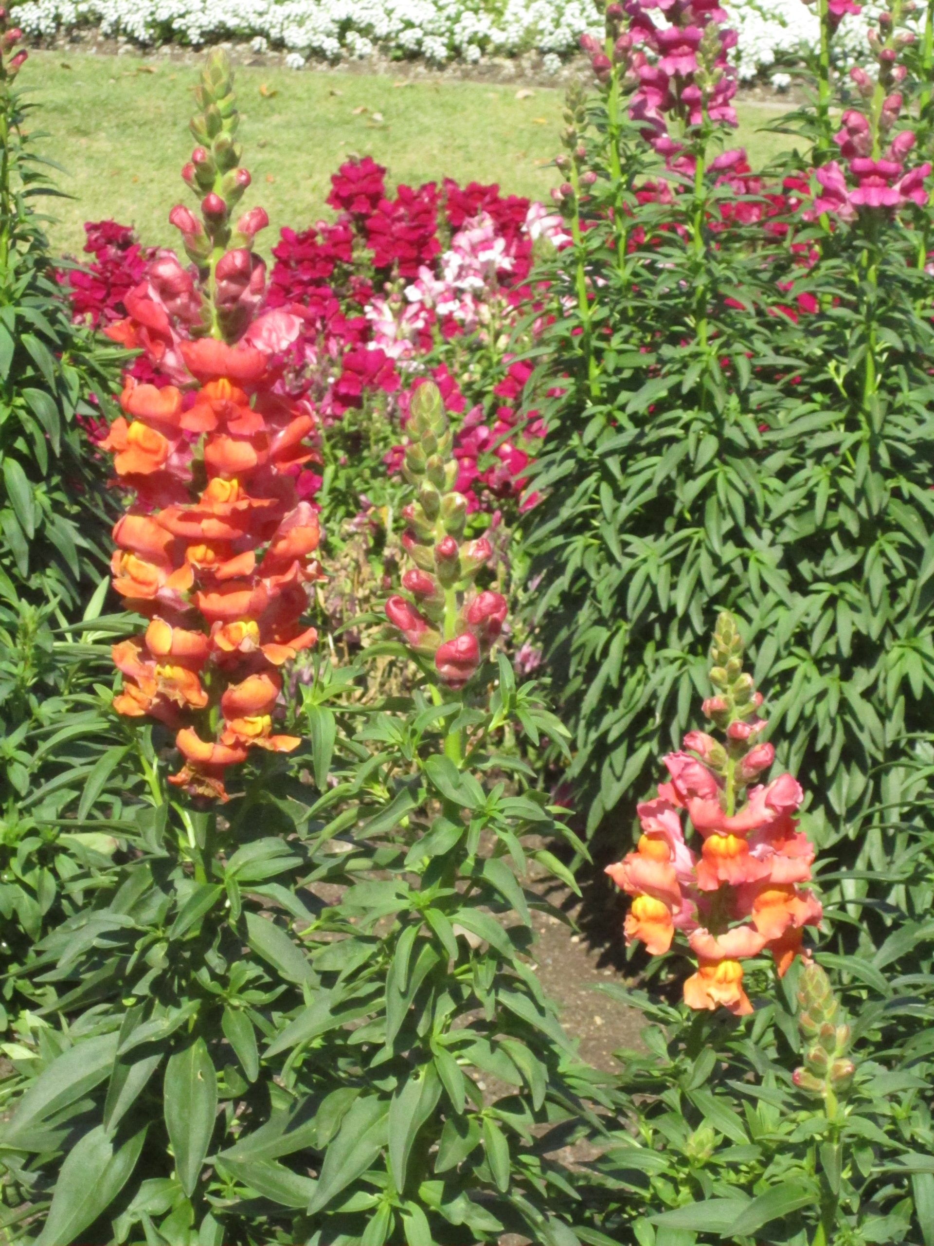 Bocca di leone: coltivazione del fiore a spiga