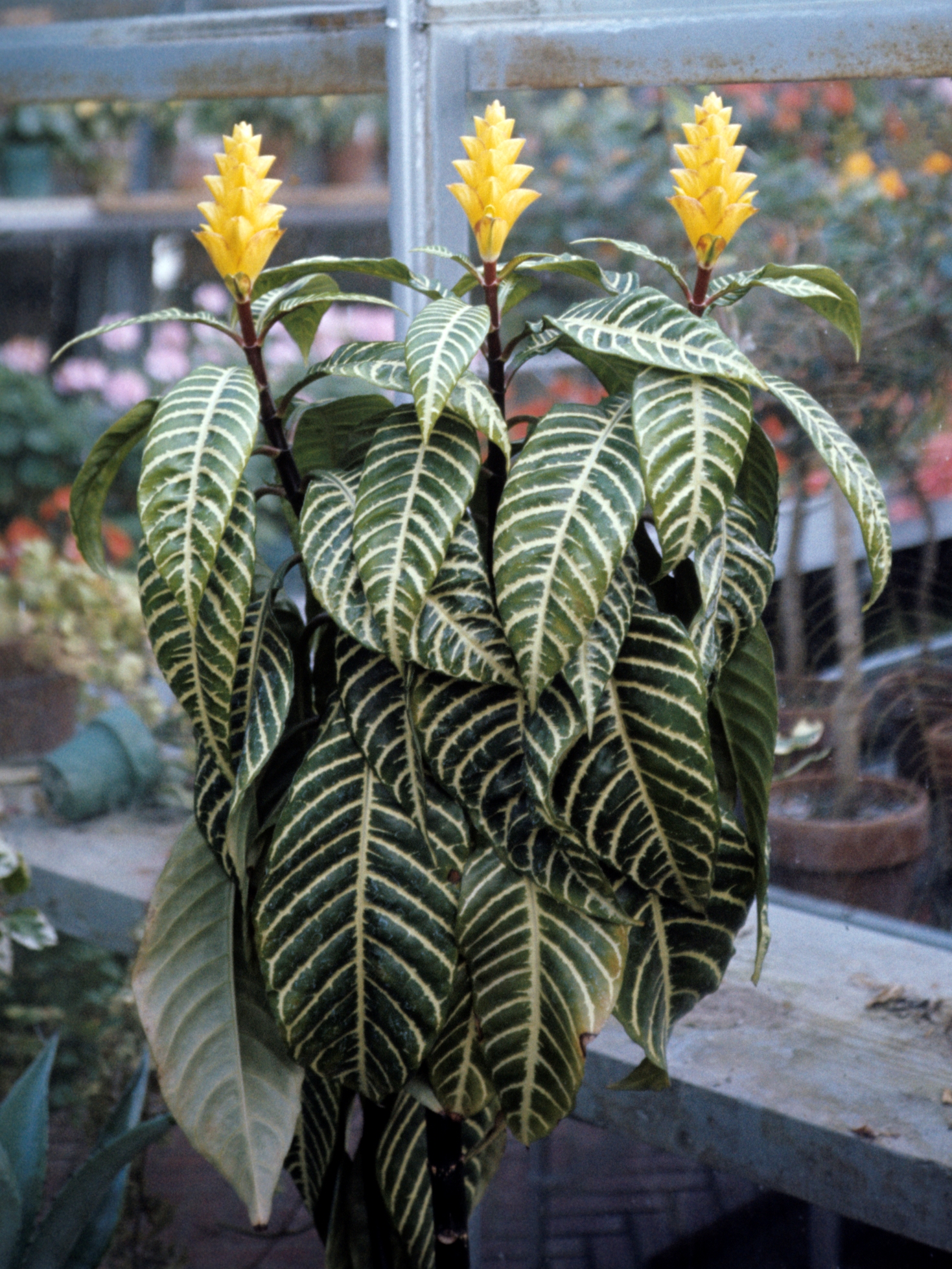 Pianta zebra: cura dell Aphelandra screziata