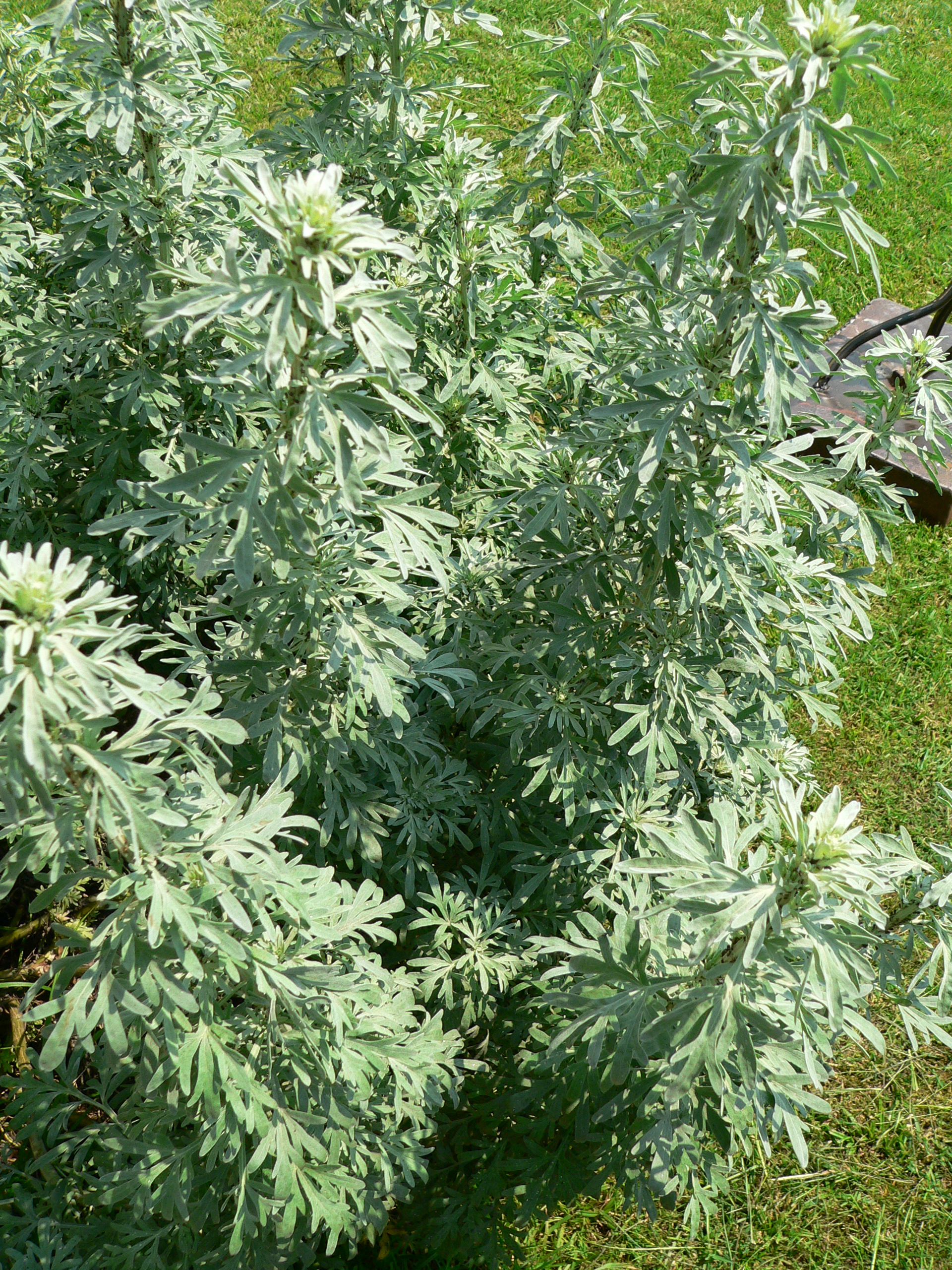 Assenzio: coltivare l artemisia argentata dal sapore amaro