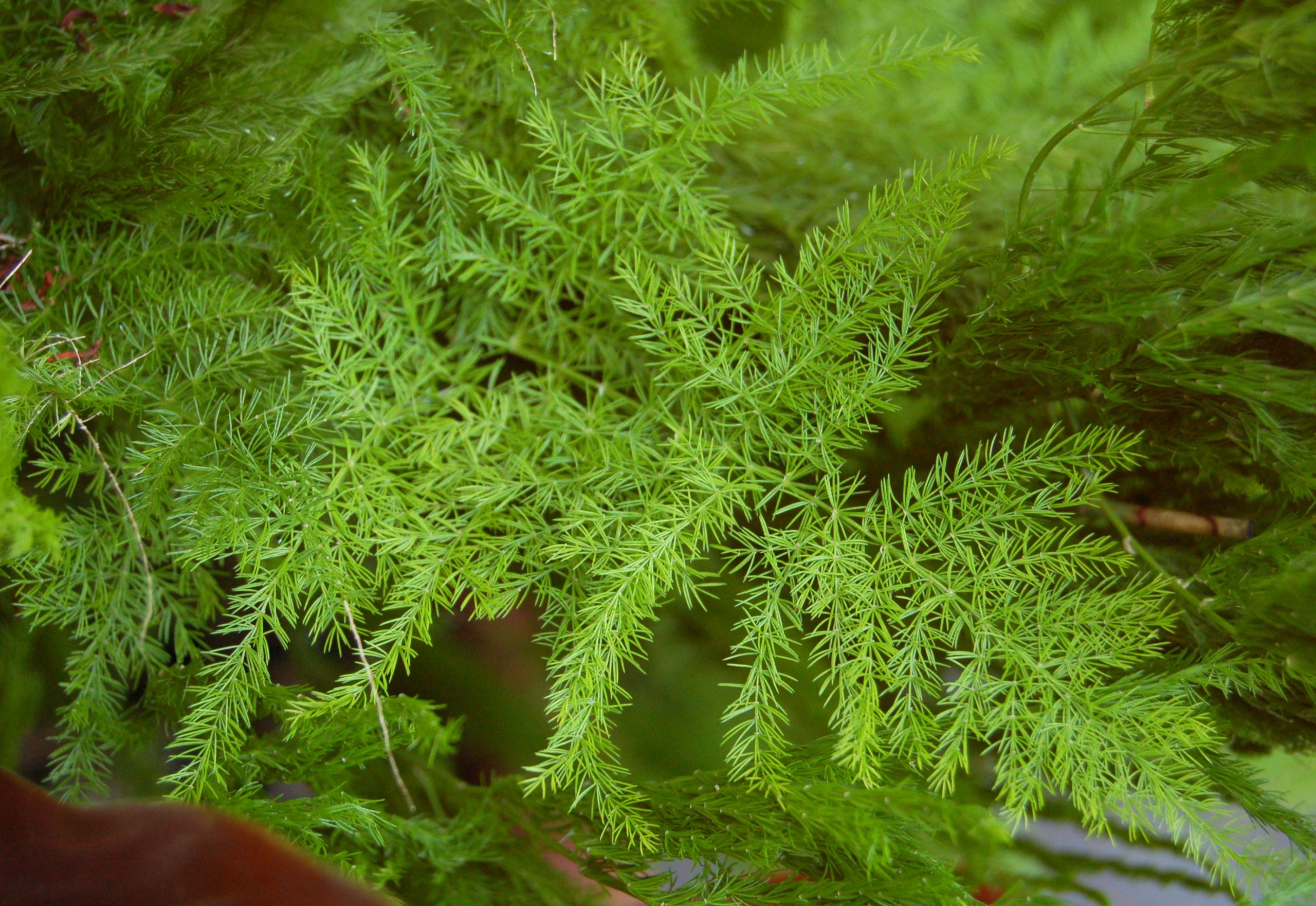 Asparago ornamentale: cura dell asparagina