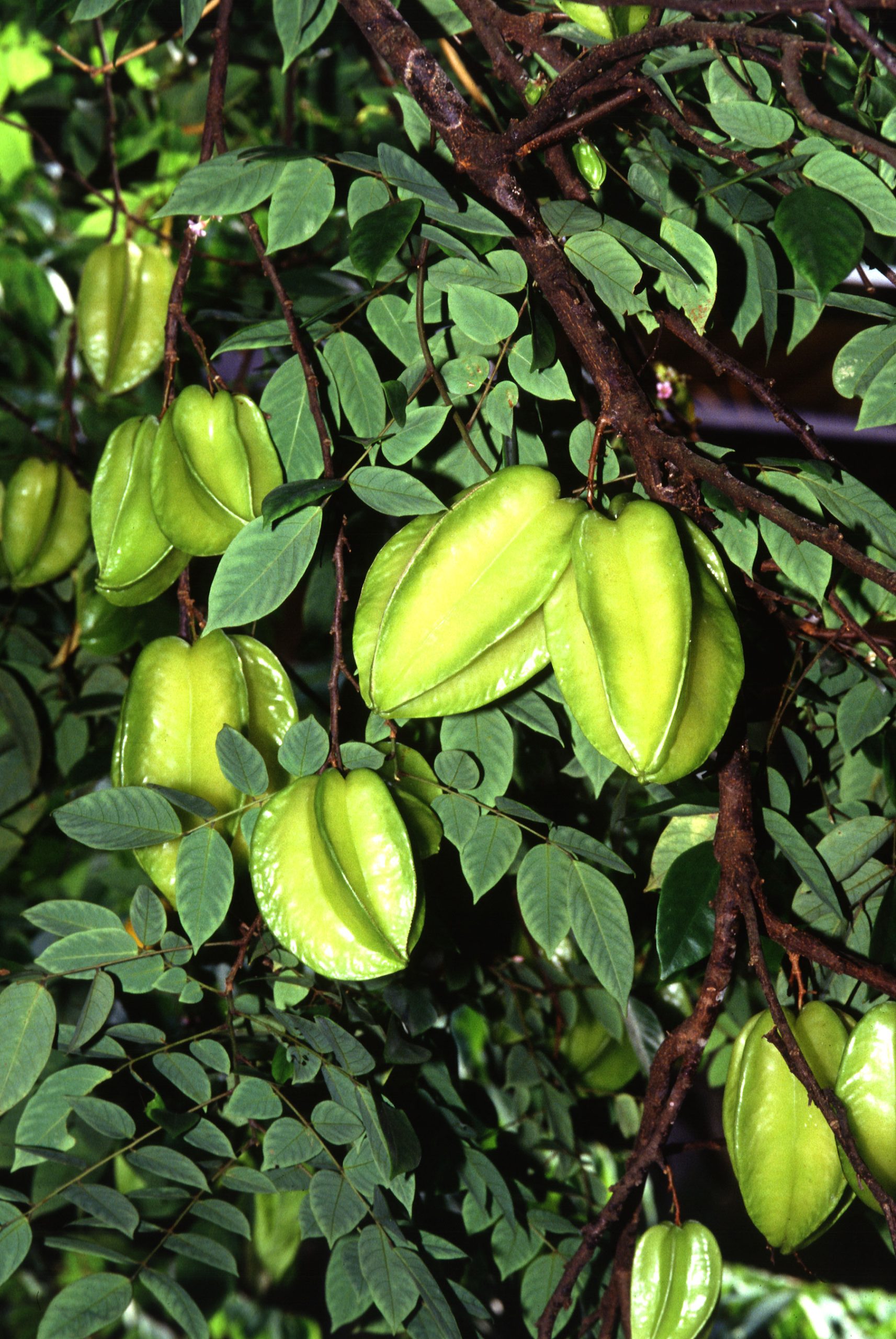 Carambola: coltivazione dell albero delle stelle