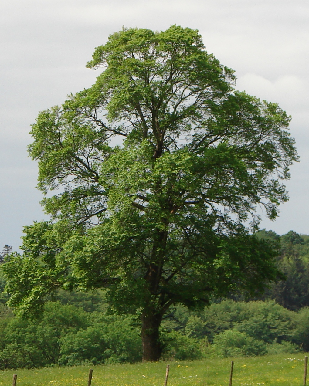 Olmo campestre: l albero rustico di pianure e filari di campagna