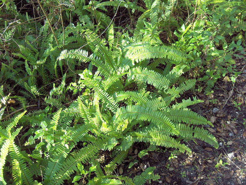 Felce di Boston: cura della Nephrolepis