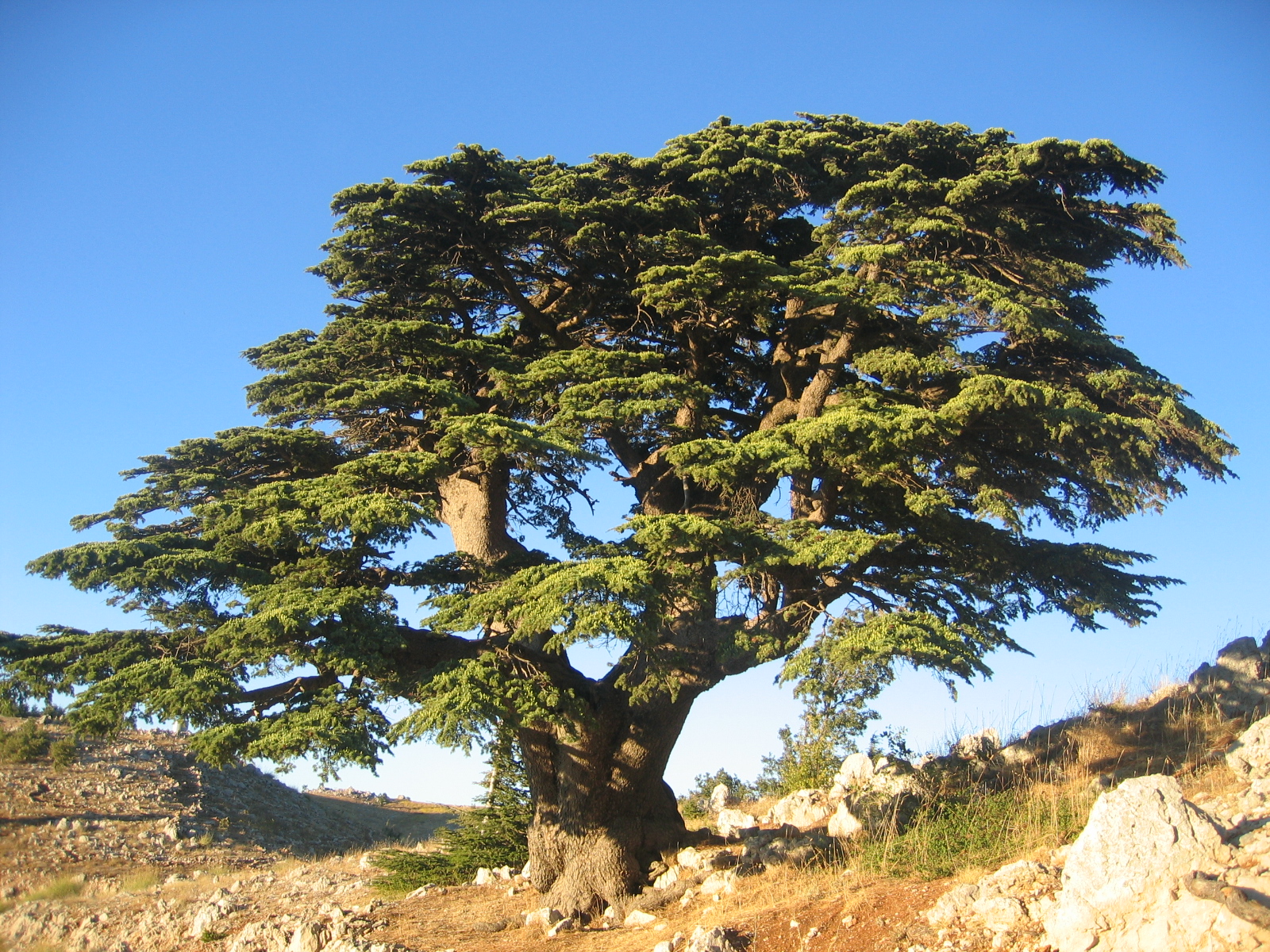 Cedro del Líbano: la majestuosa conífera de ramas horizontales