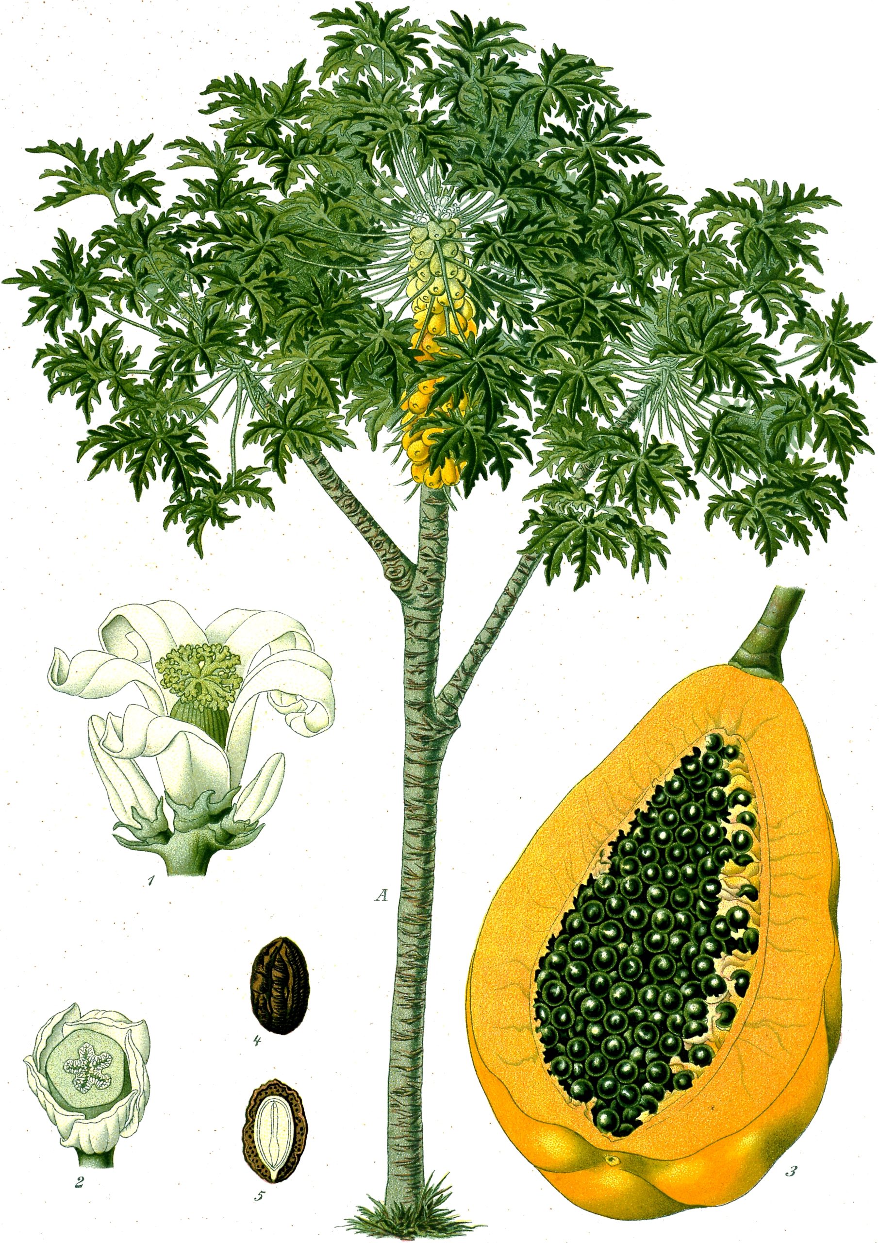 Papaya: Anbau des tropischen Obstbaums