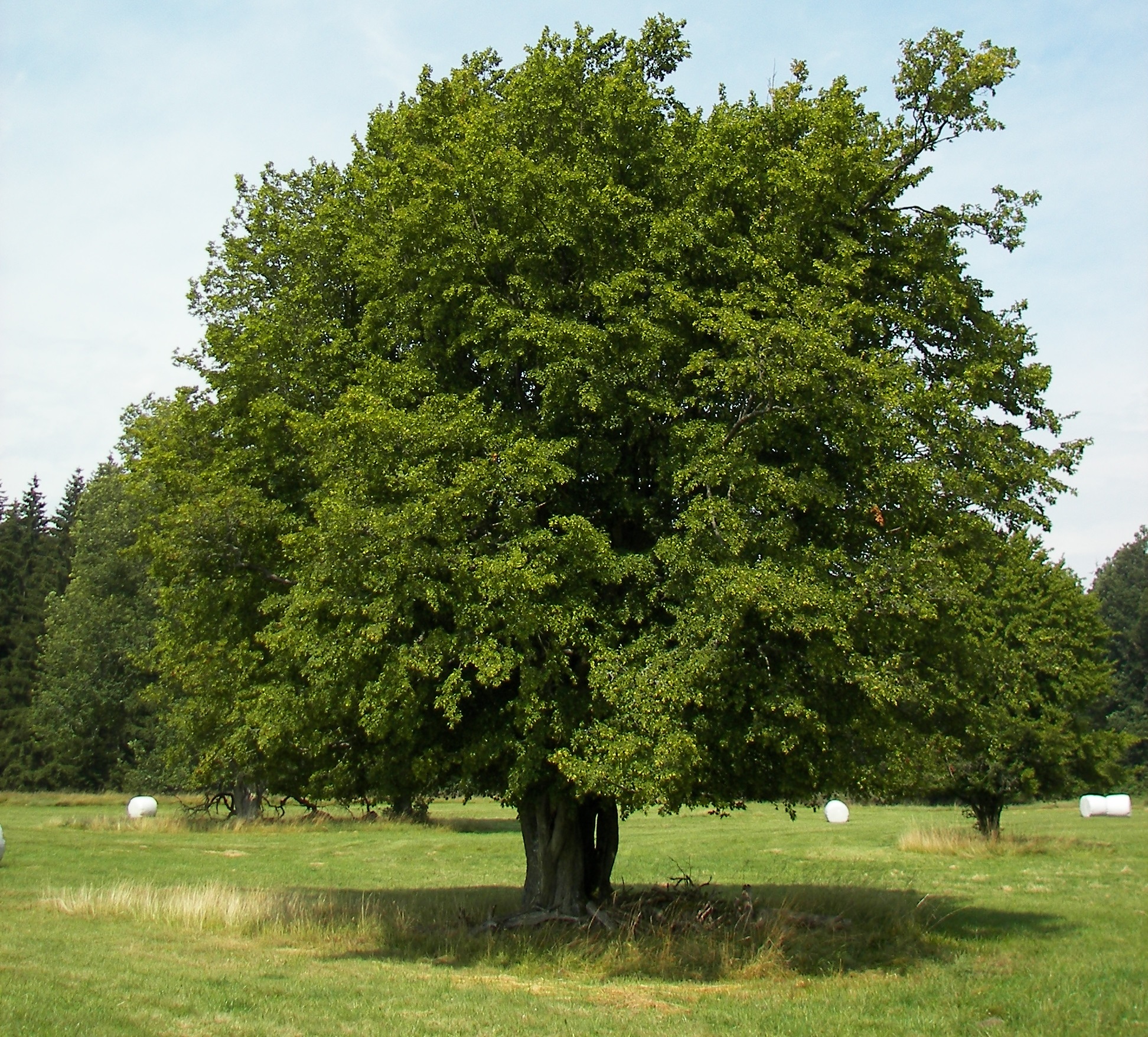 Carpino bianco: l albero ideale per siepi formali e alte