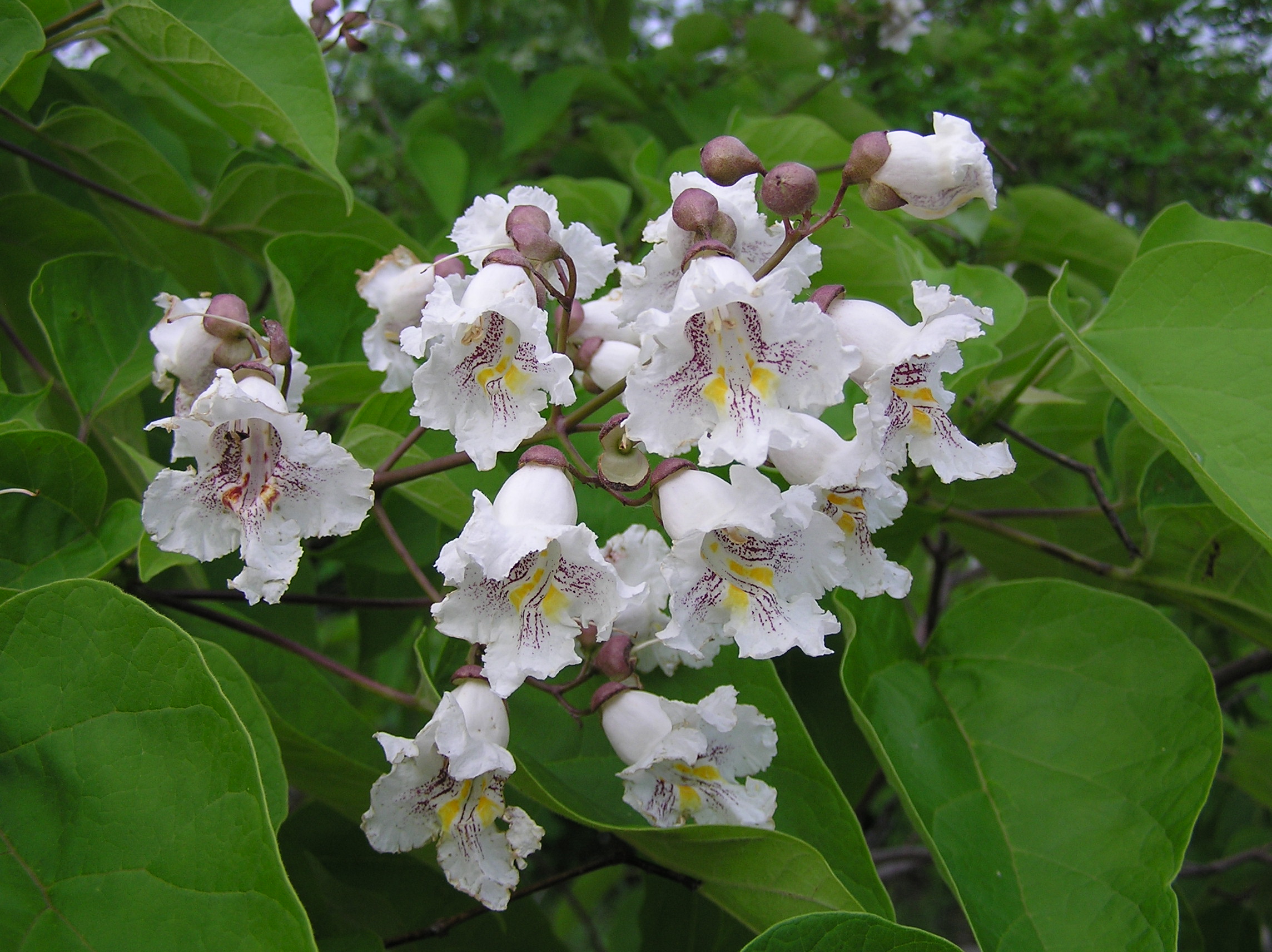 Southern Catalpa: Catalpa bignonioides Care