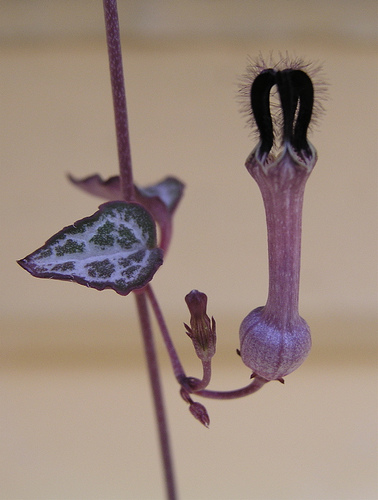 Collana di cuori: cura della Ceropegia ricadente