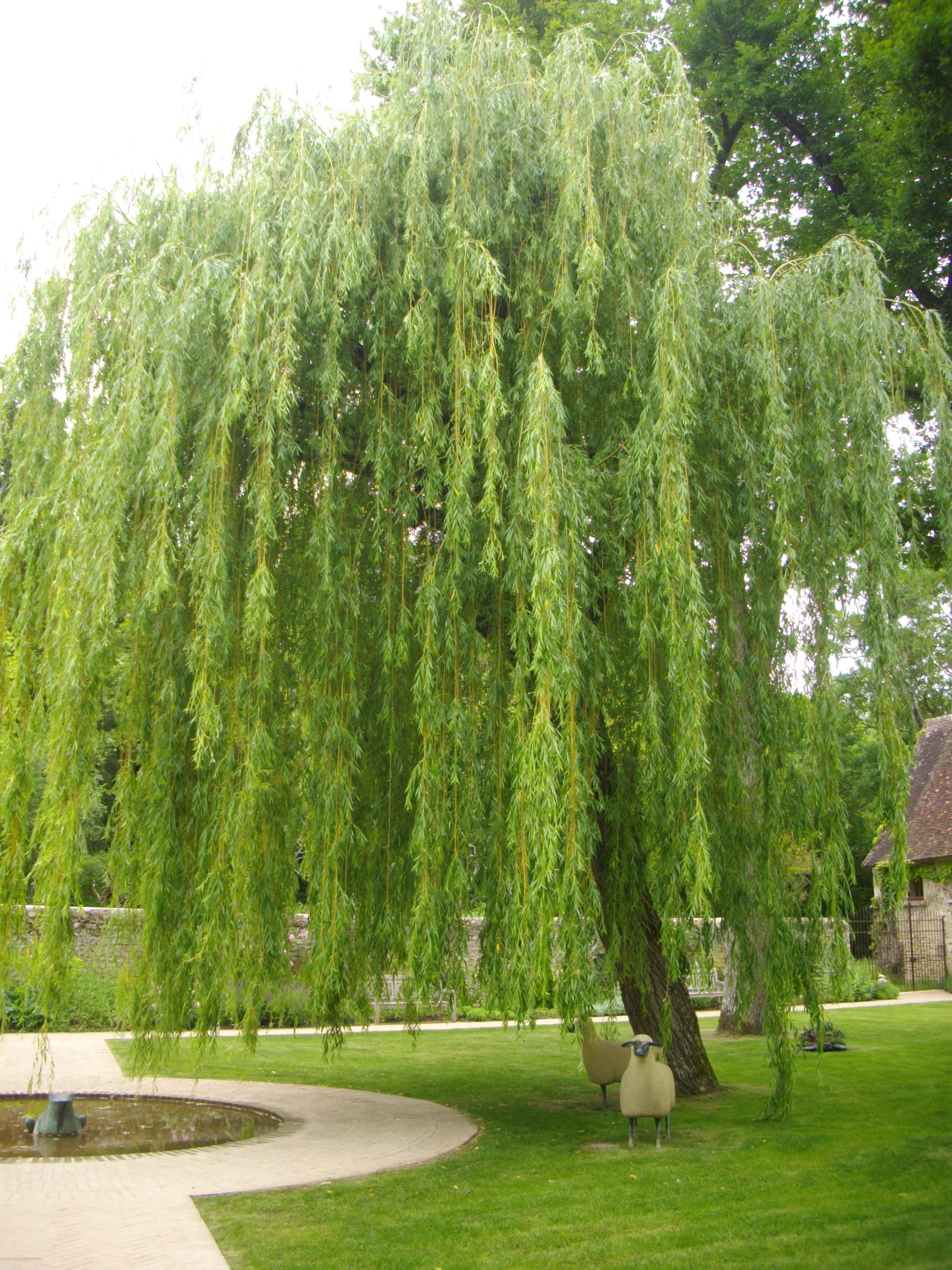 Salice piangente: come coltivare l albero romantico vicino all acqua