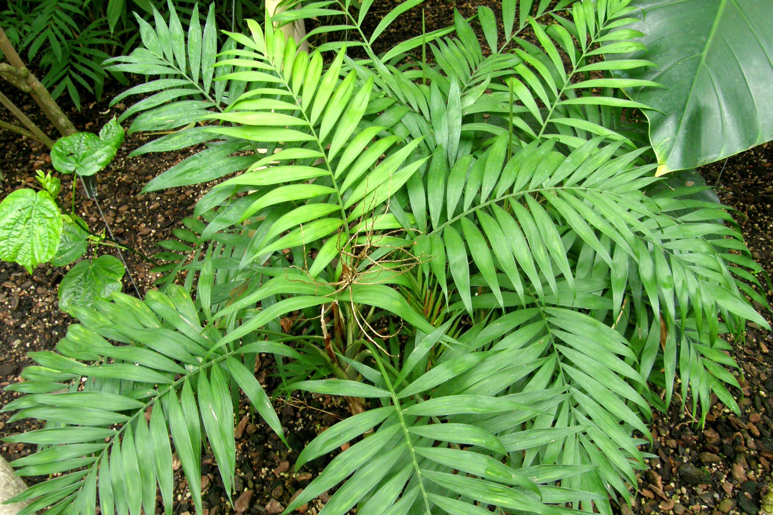 Chamaedorea: la palma da salotto facile e resistente