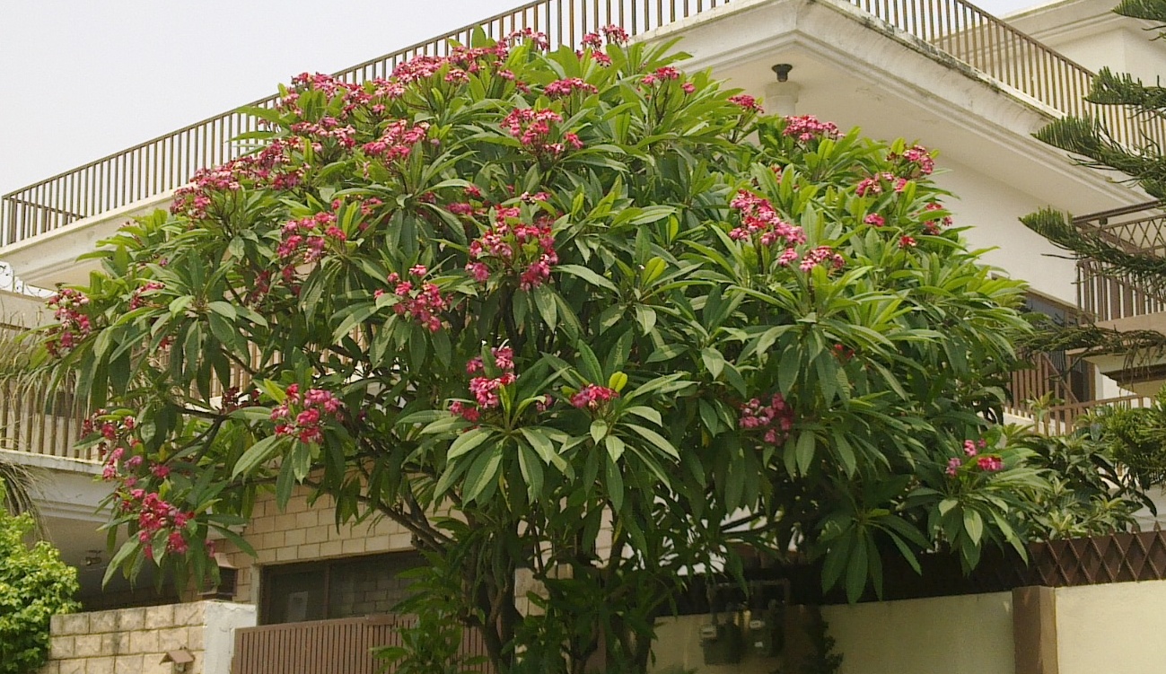 Plumeria: cura del frangipani dai fiori profumatissimi