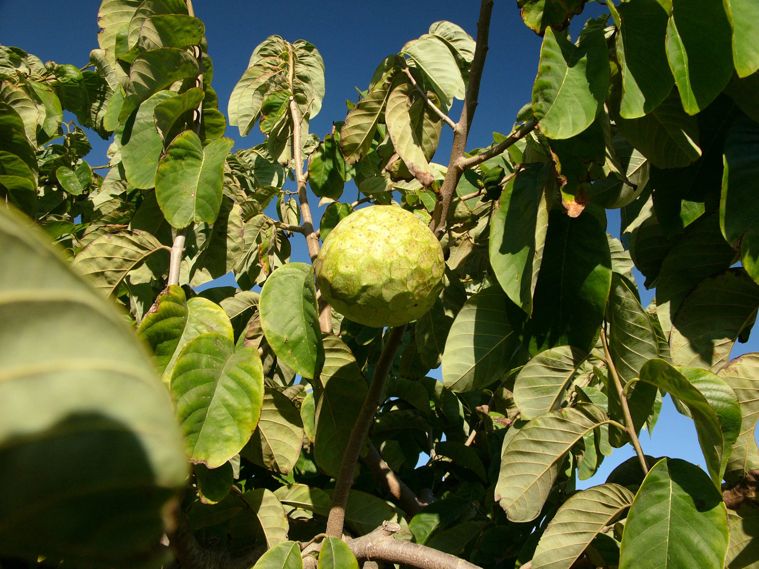 Cherimoya: coltivazione dell anona da frutto