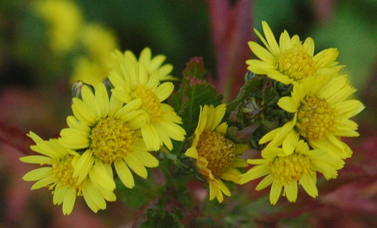 Crisantemo: coltivare il fiore d autunno dai mille colori