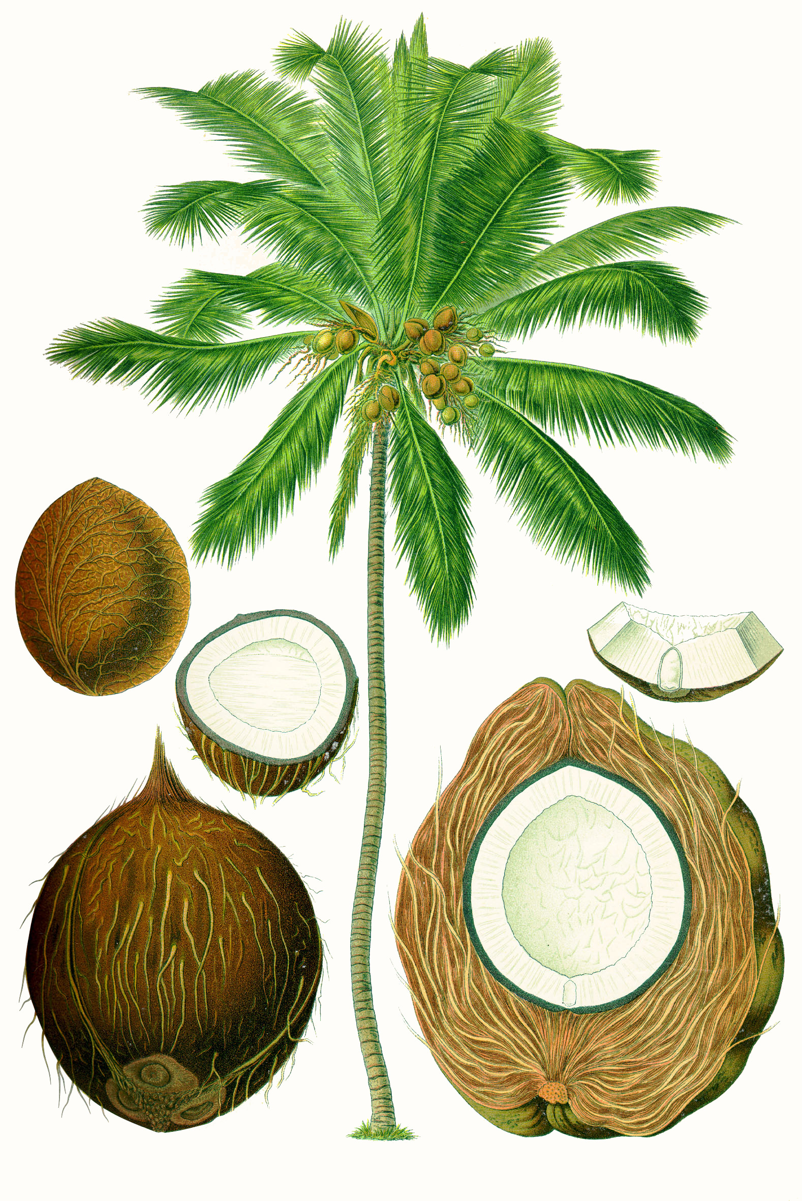 Cocco: coltivazione della palma da cocco