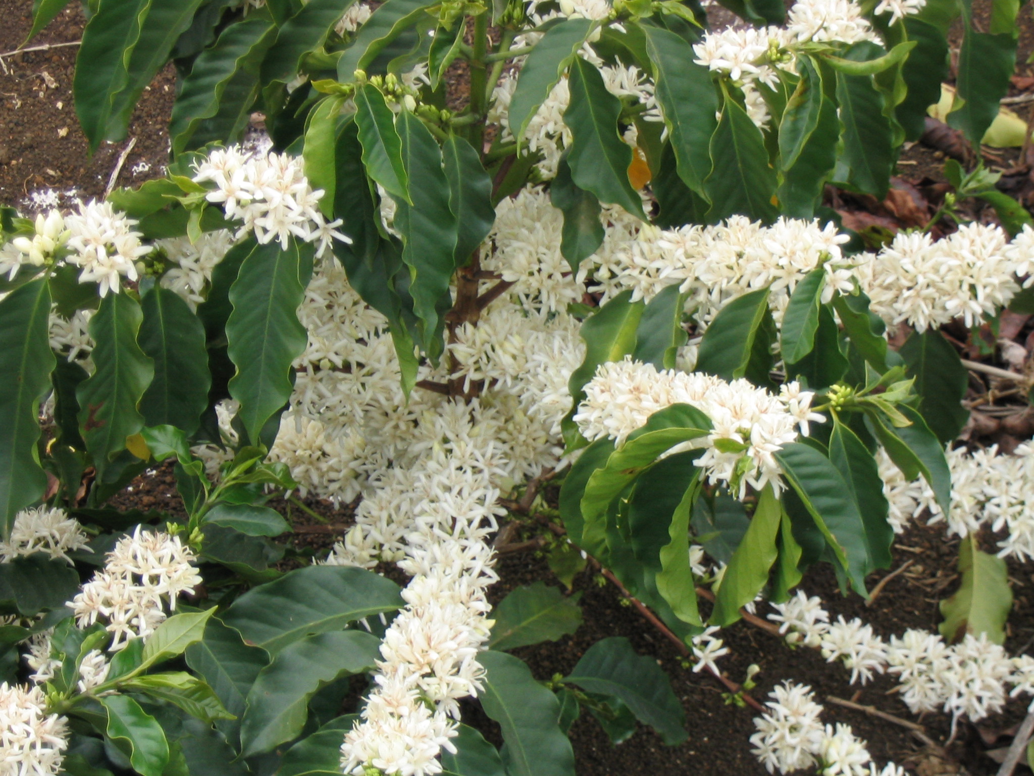 Caffè: come coltivare la pianta tropicale in casa