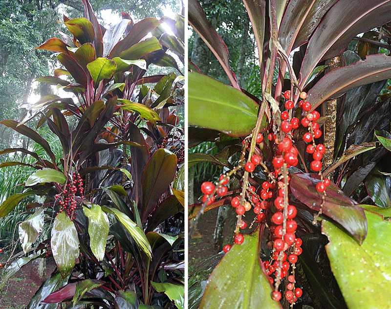 Cordyline: cura della pianta dalle foglie colorate