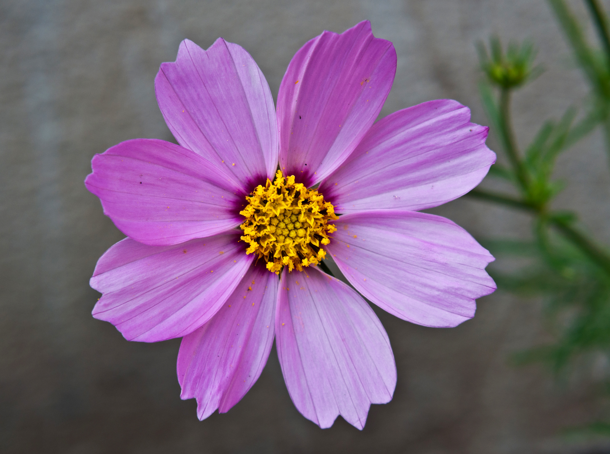 Cosmea: coltivazione del fiore estivo da taglio