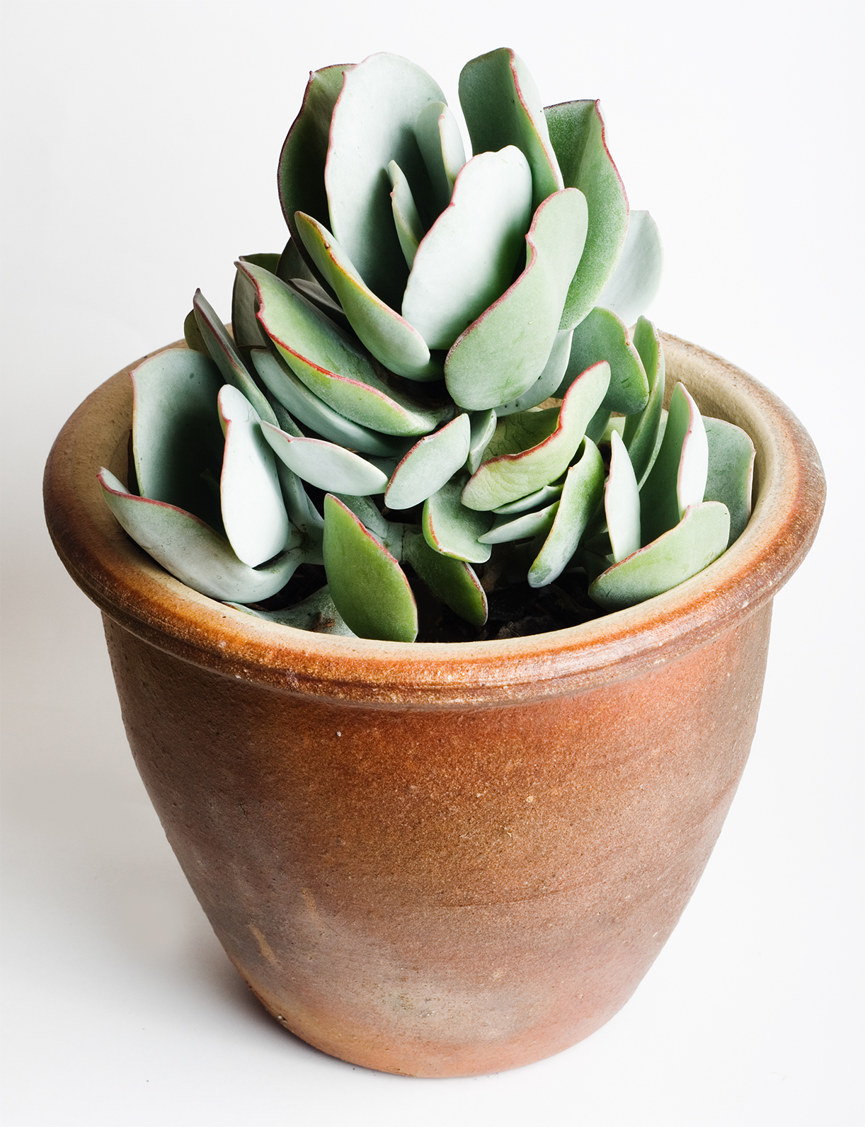Crassula argentata: cura dell albero di giada