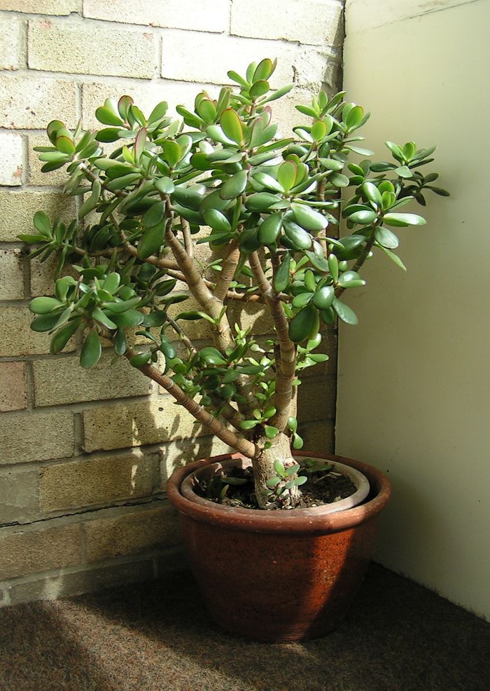 Árbol de Jade: cuidados de la Crassula Ovata en maceta