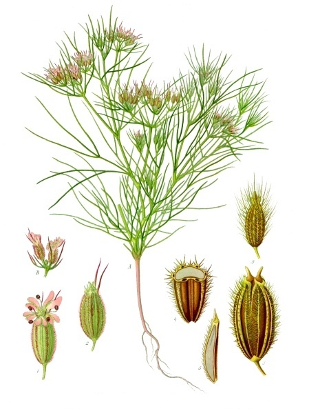 Cumin: How to Grow and Harvest the Aromatic Seeds
