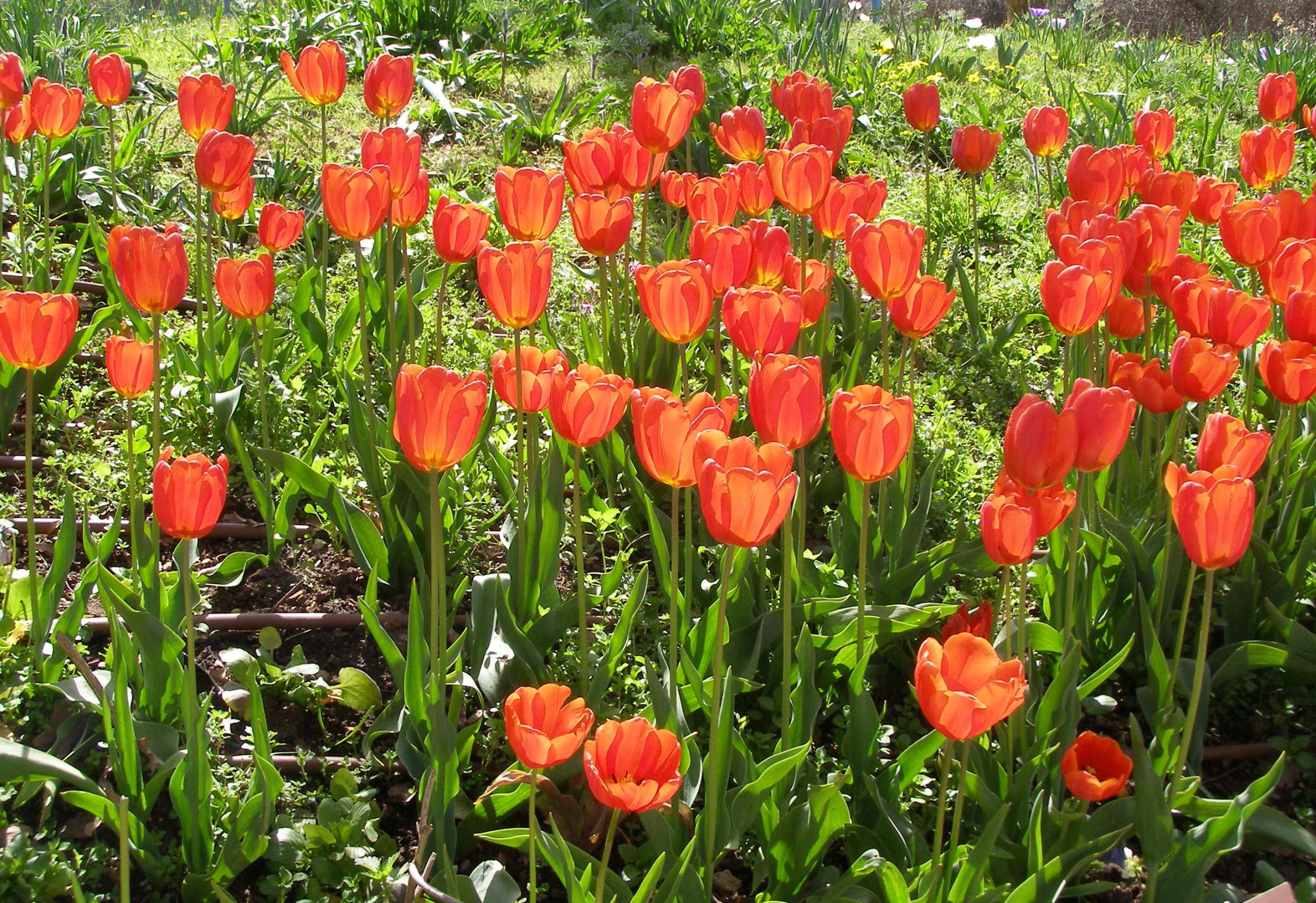 Tulipano: piantare i bulbi in autunno per fioriture primaverili