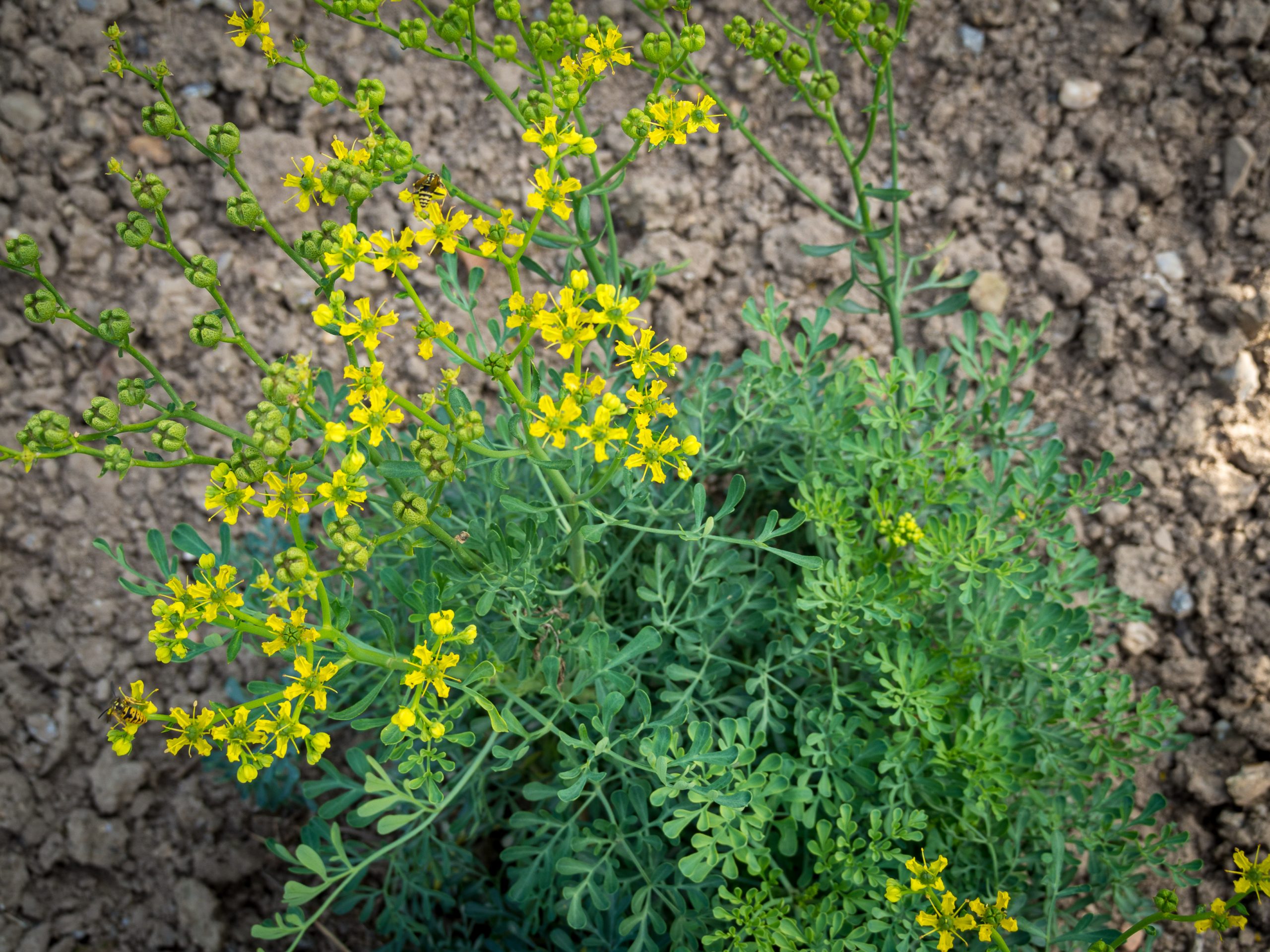 Ruta: cura dell aromatica mediterranea da giardino