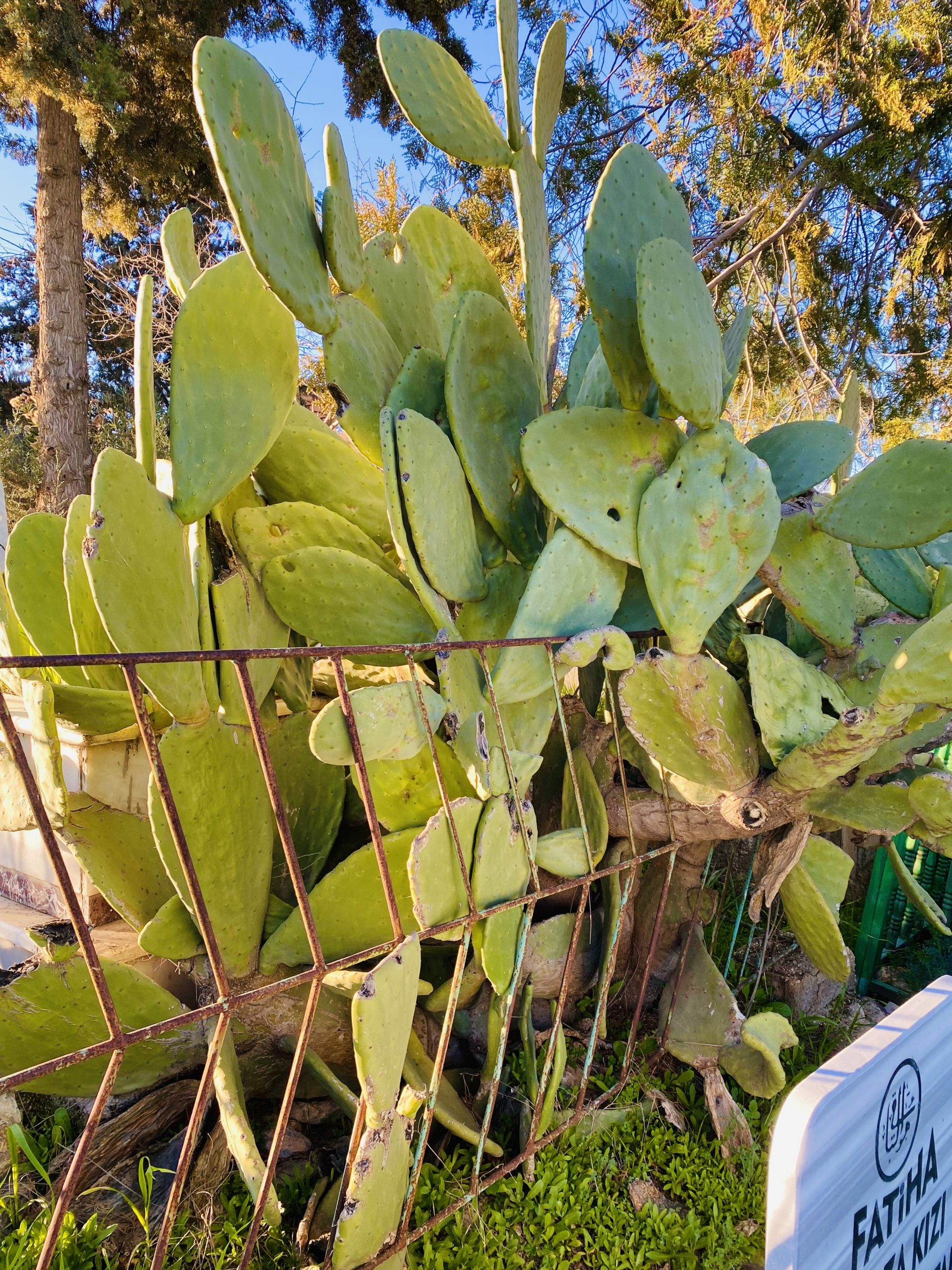 Opuntia o fico d India: come coltivarla in giardino