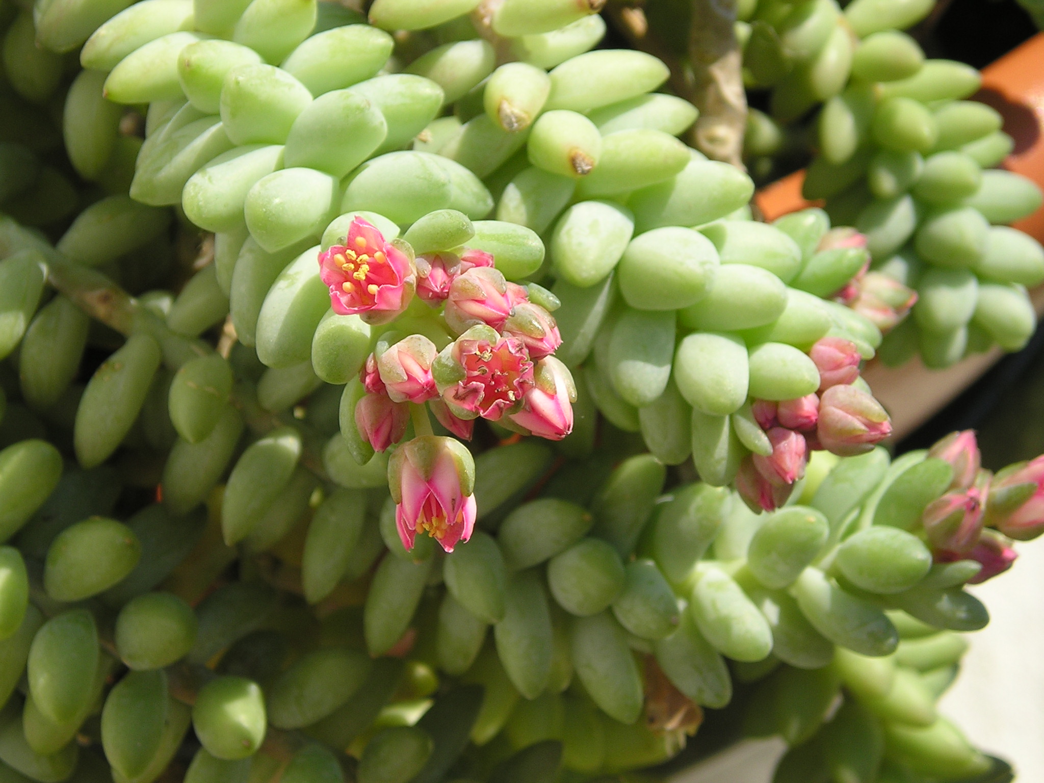 Queue d âne : entretien du sedum retombant