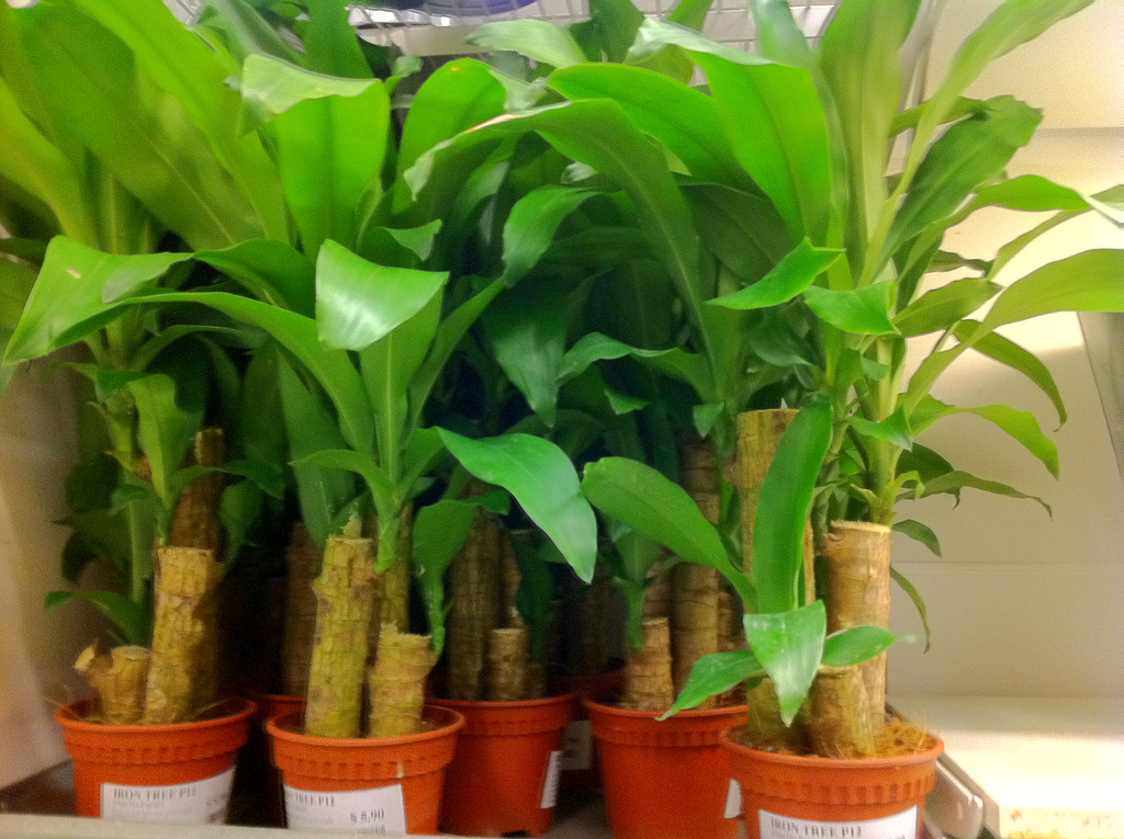 Tronchetto della felicità: cura del Dracaena
