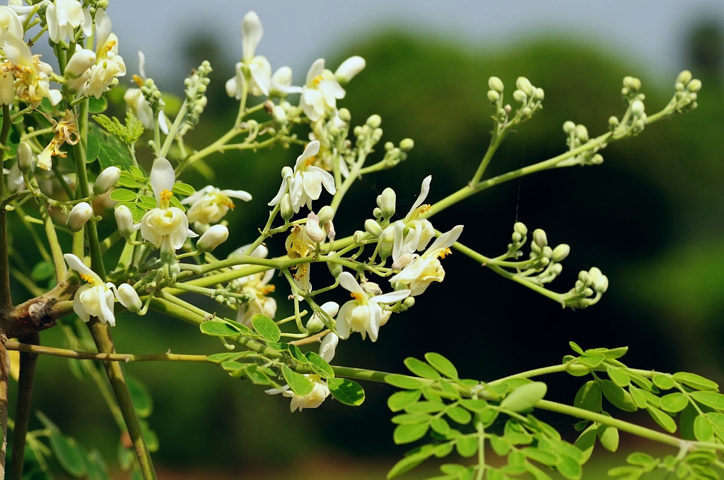 Moringa: l albero miracoloso ricco di proprietà nutritive