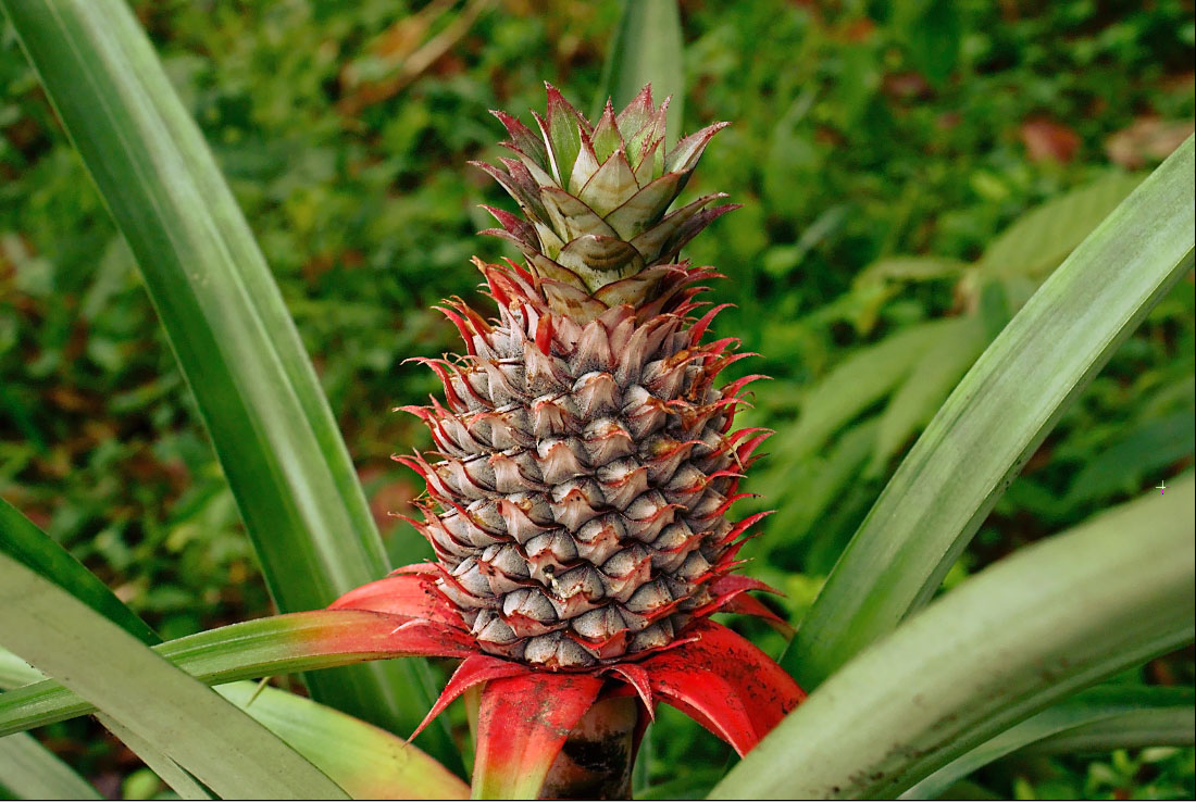 Ananas: come coltivare la pianta tropicale a casa dal ciuffo