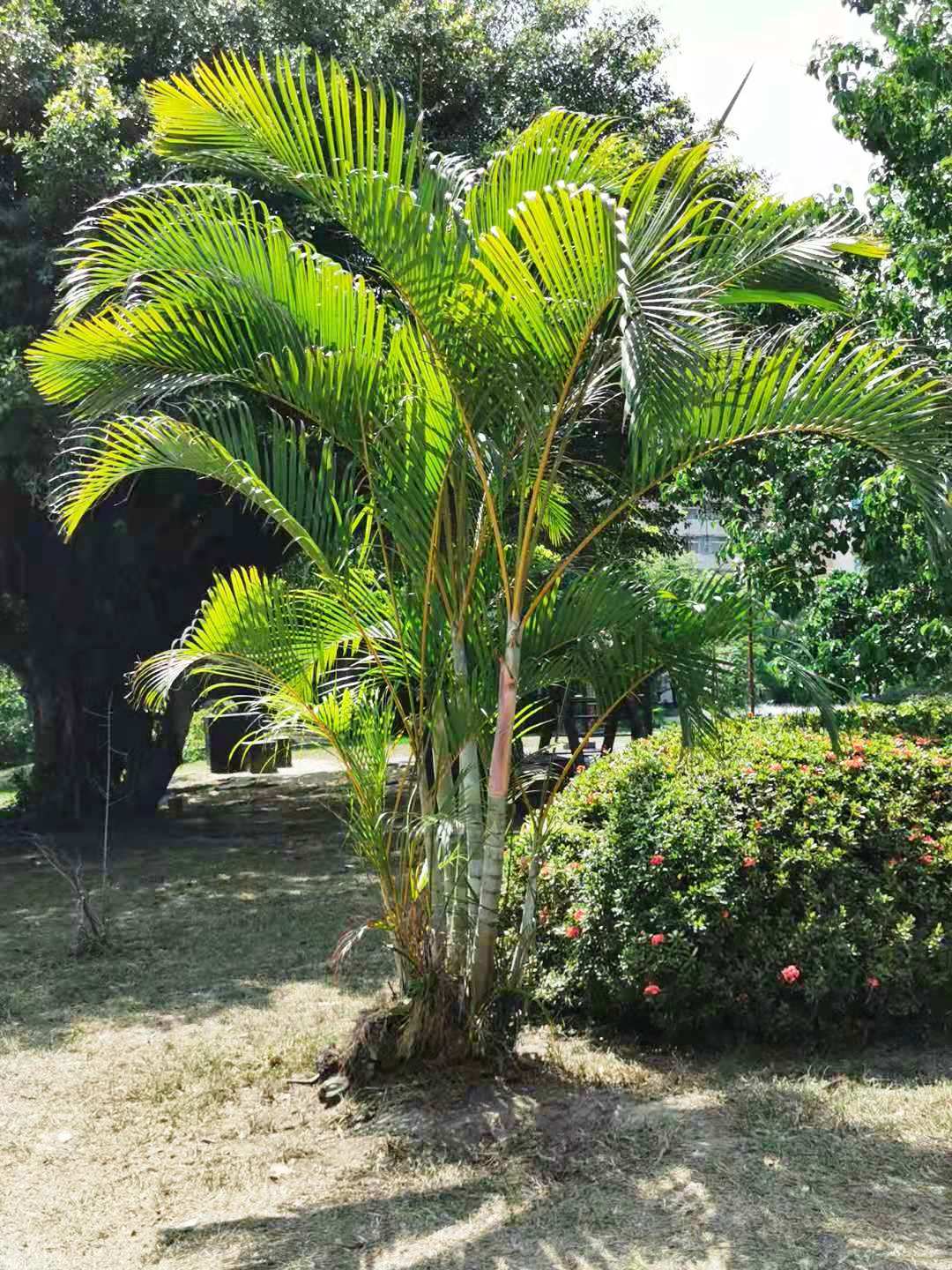 Areca-Palme: Pflege der Dypsis lutescens