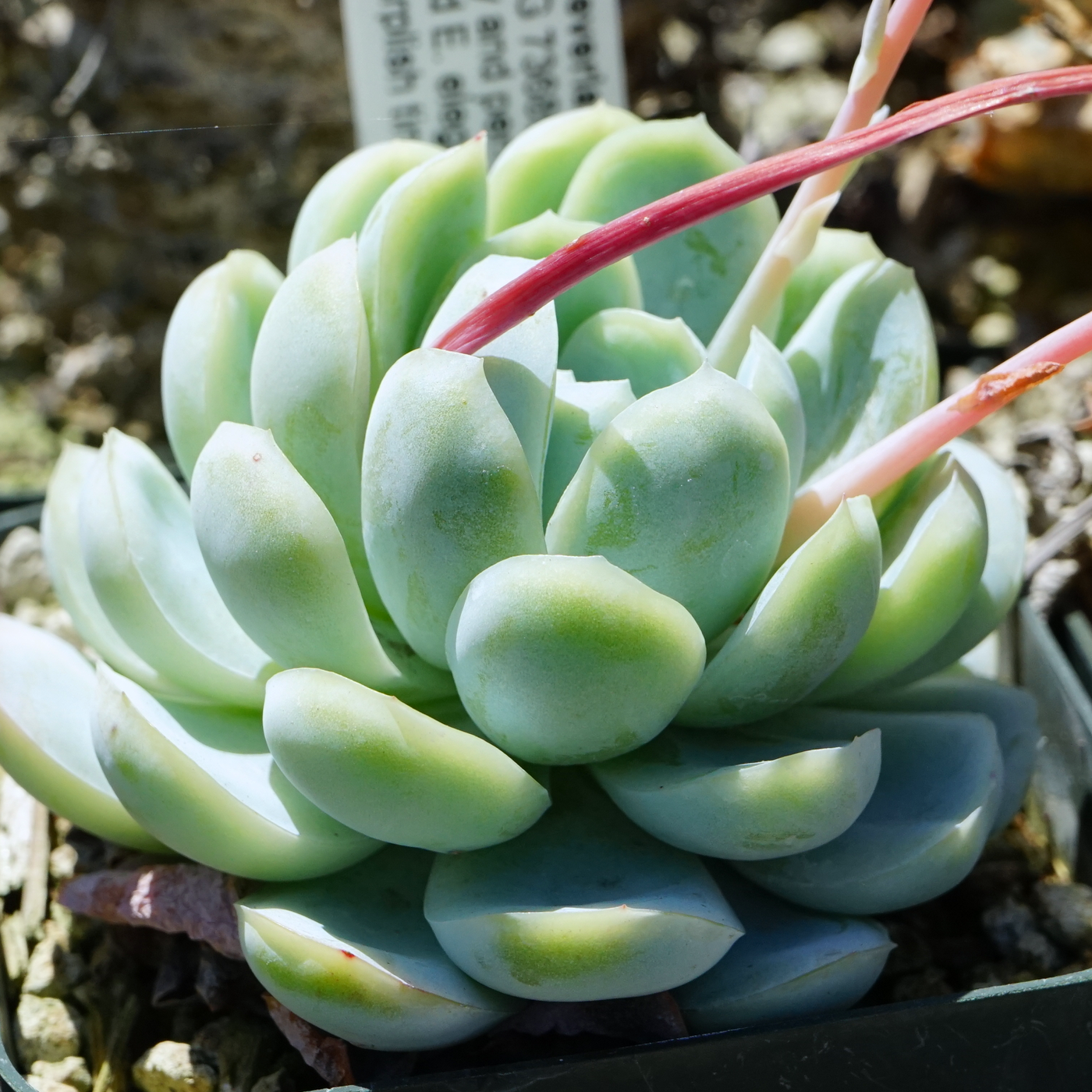Echeveria: la succulenta a rosetta più amata in casa