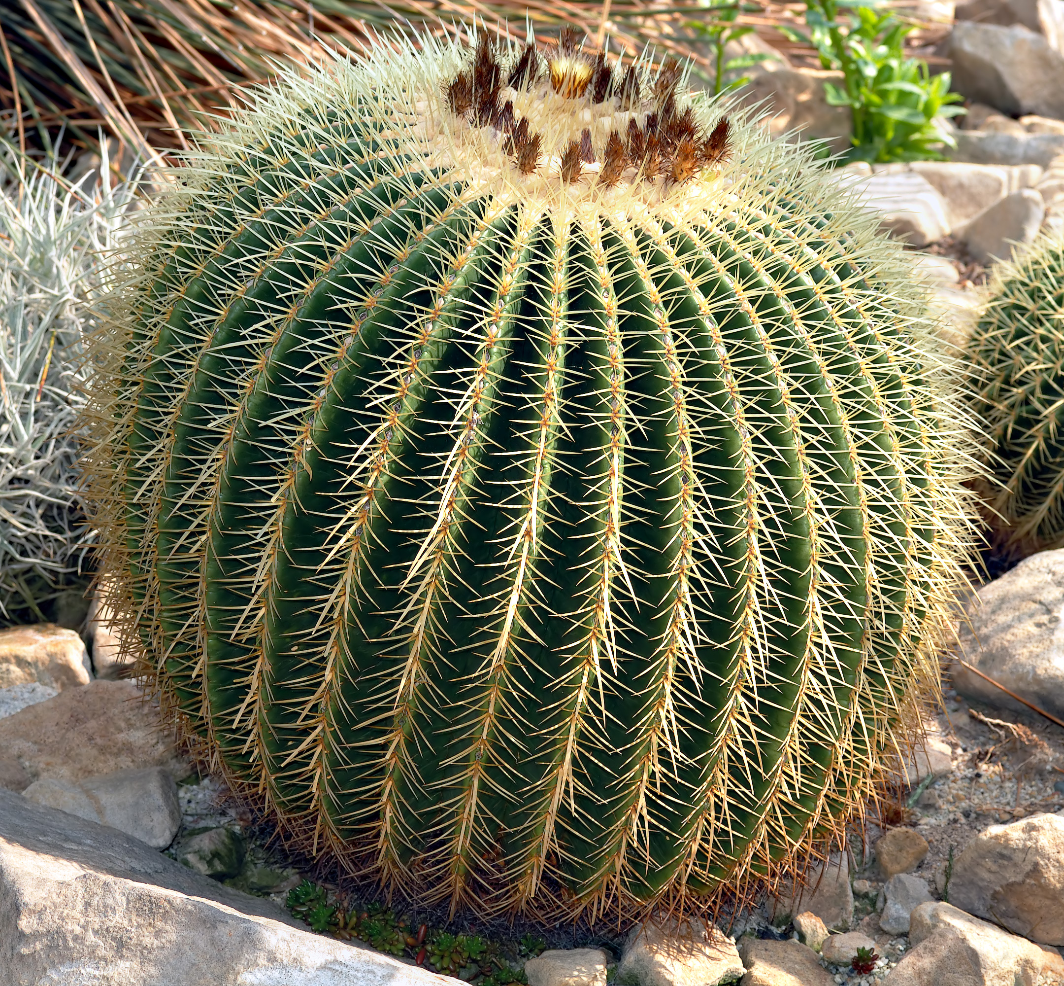 Echinocactus: il cuscino della suocera dalle spine dorate