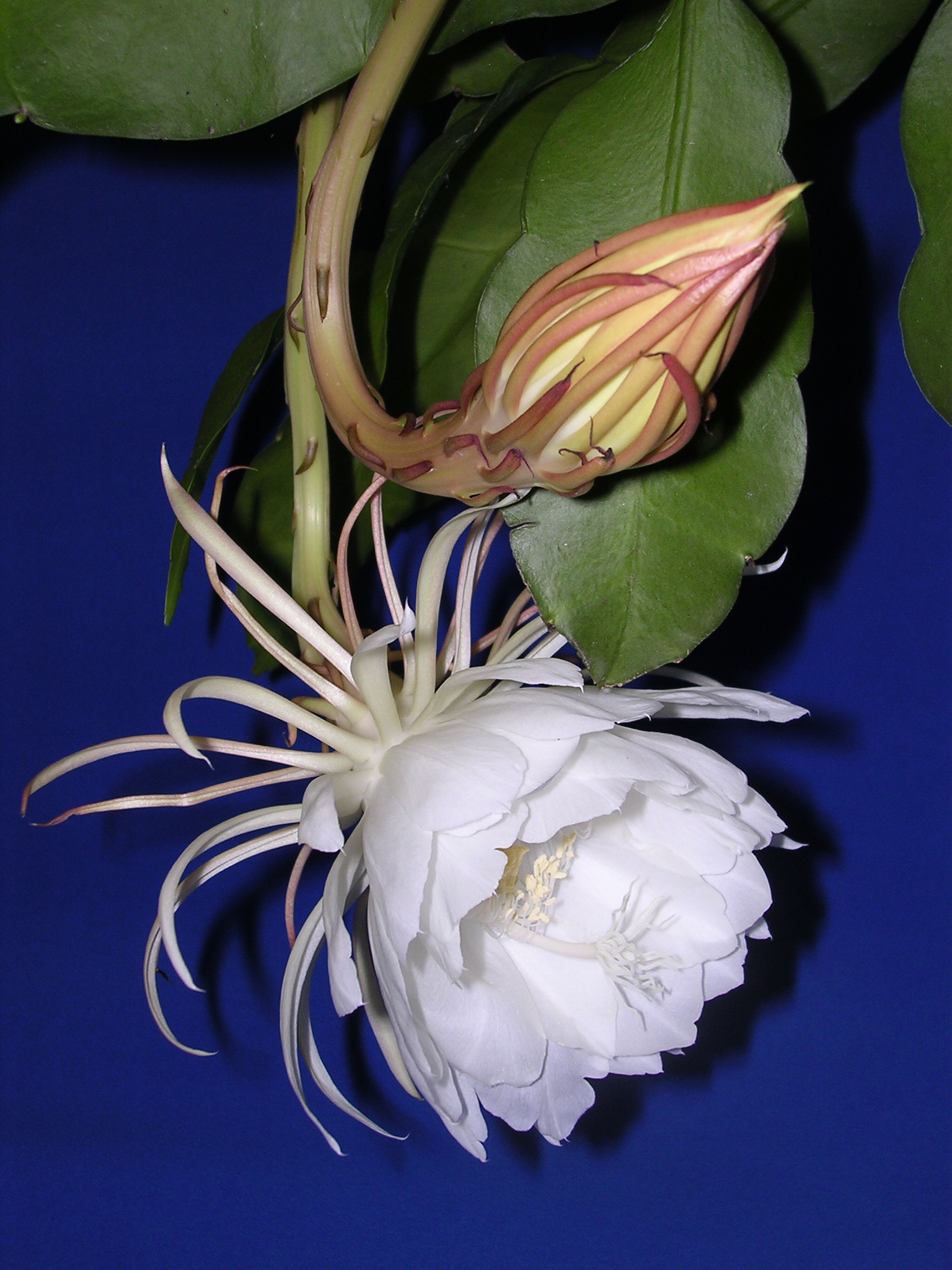 Reina de la noche: el cactus que florece una noche al año
