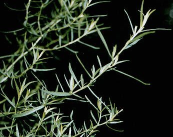 Dragoncello: aromatica della cucina francese e siciliana
