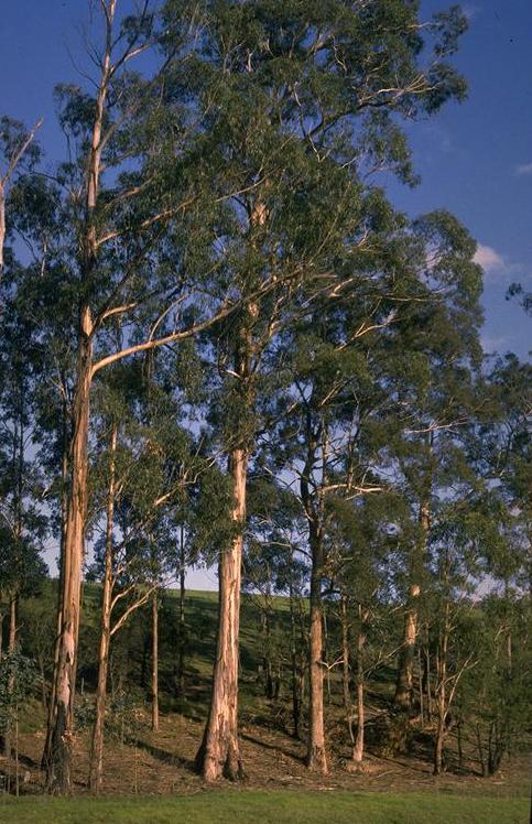 Eucalipto: caratteristiche e usi dell albero balsamico