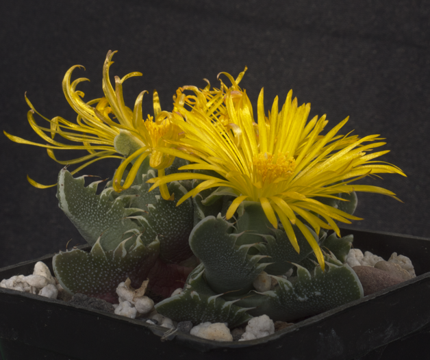 Bocca di tigre: cura della succulenta Faucaria
