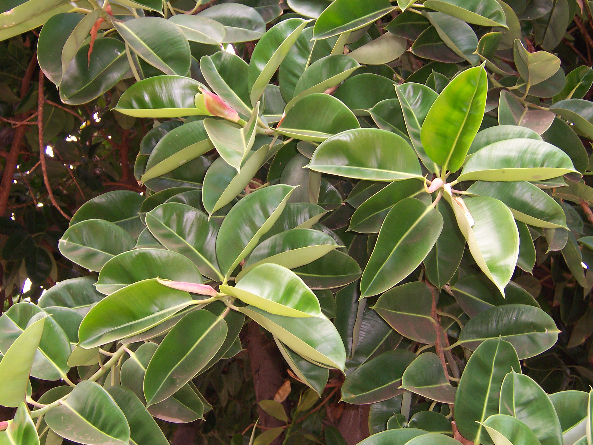 Ficus elastica: cura dell albero della gomma