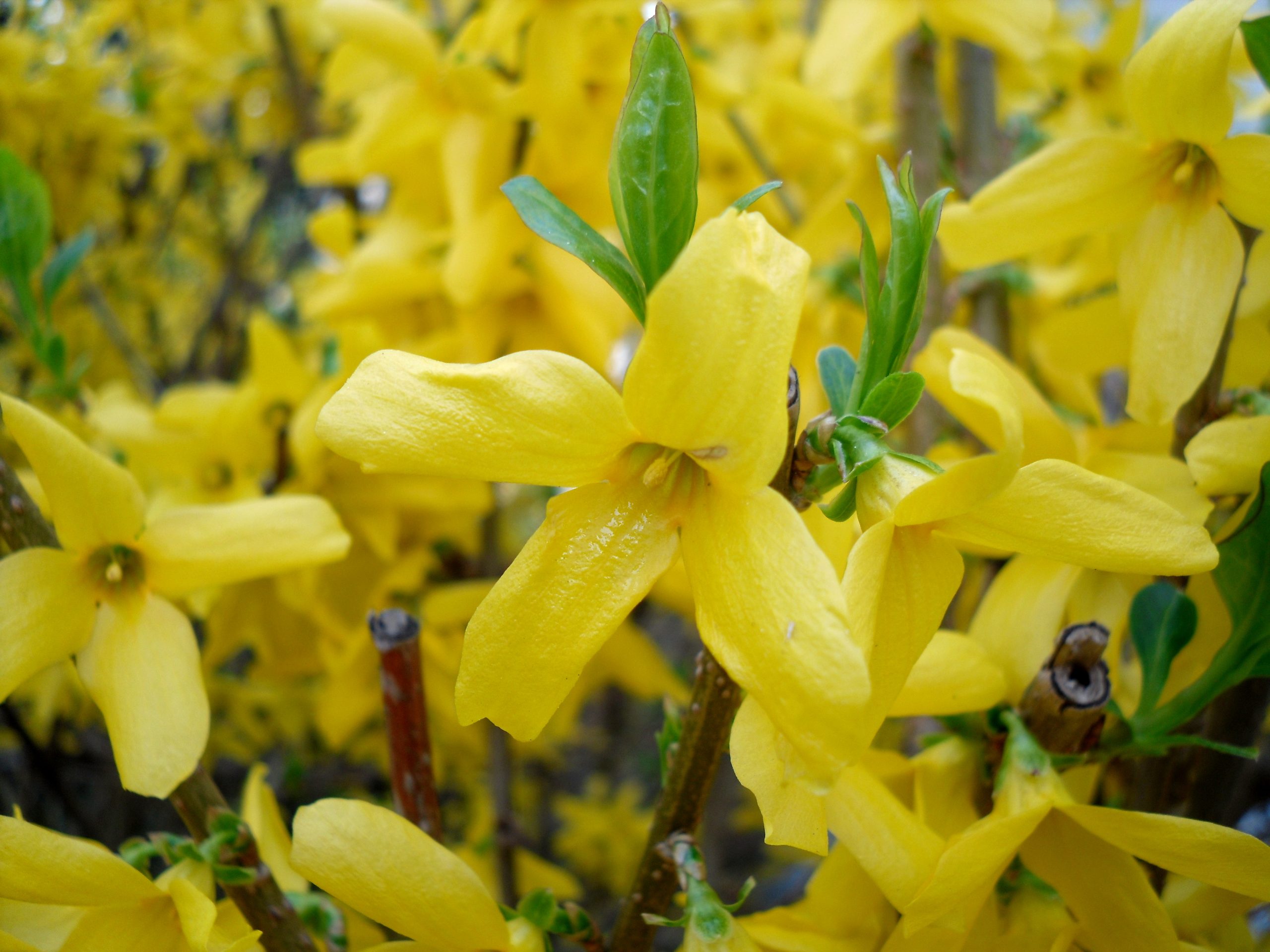 Forsizia: l arbusto giallo che annuncia la primavera