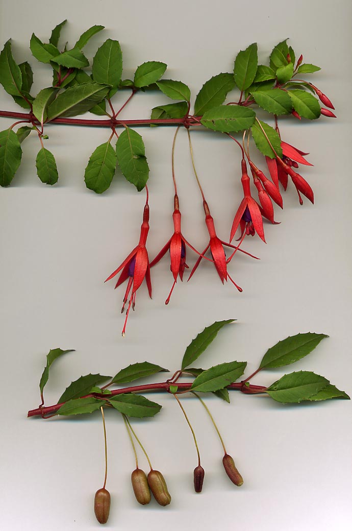 Fucsia: come coltivare l arbusto dai fiori pendenti tutta l estate