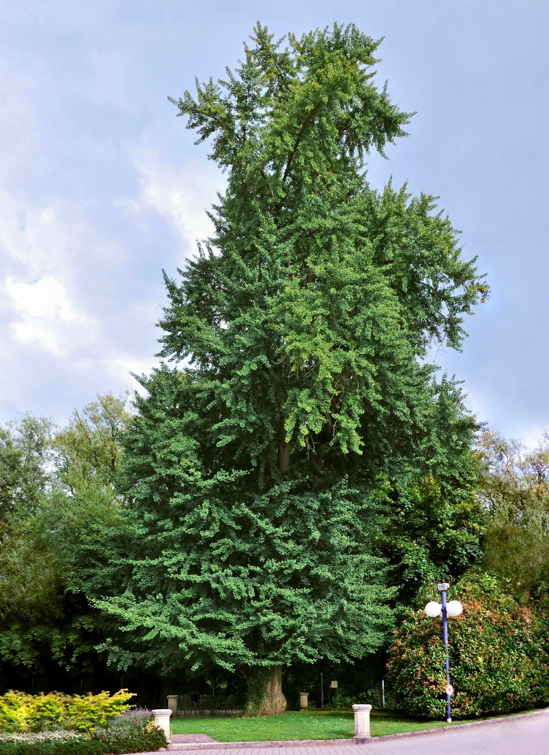 Ginkgo biloba: l albero fossile dalle foglie a ventaglio dorate