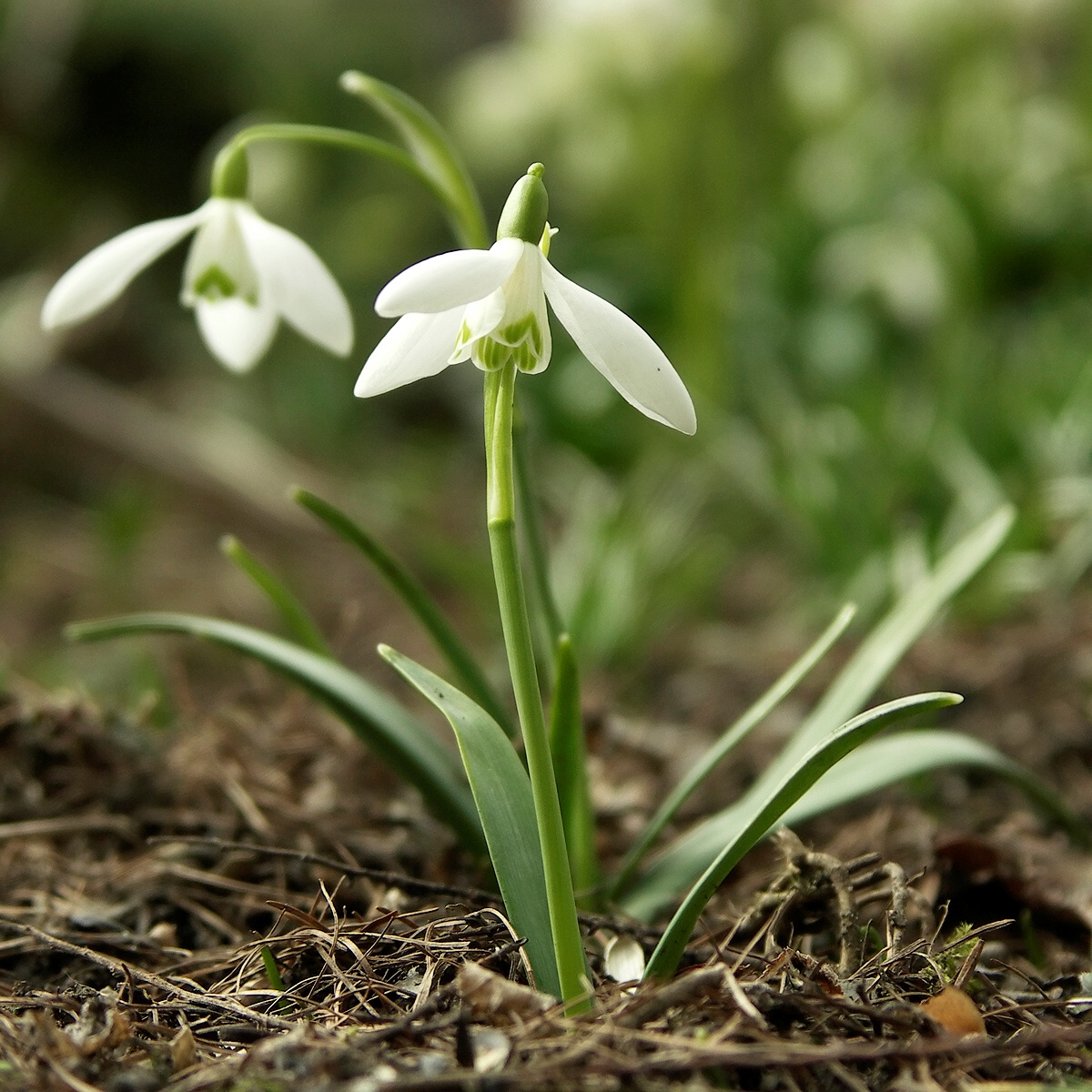 Bucaneve: la prima bulbosa che fiorisce a fine inverno
